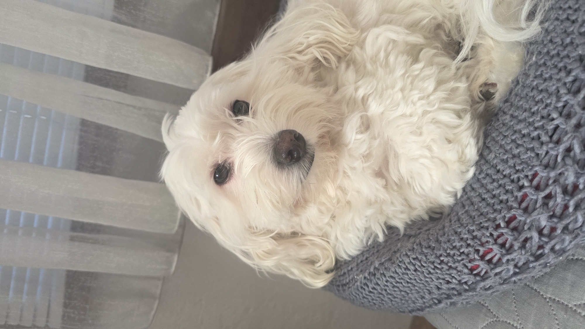 A white Maltese dog with black eyes and a black nose is lying on its back, nestled on a grey knit sweater. The dog's body is largely obscured by its fluffy fur, but its head and upper body are clearly visible. The sweater has a patterned knit with small holes, and it appears to be resting on a light grey or white quilted surface. In the background, there is a window covered with horizontal blinds. The location is not possible to infer from the image.