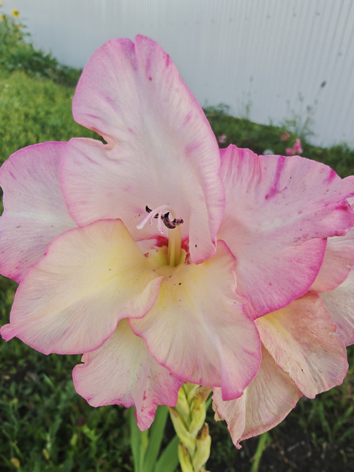 A close-up, eye-level shot focuses on the petals of a pink and white gladiolus flower. The flower's petals are ruffled and have a delicate pink edge, with some darker pink markings on the upper petals. The center of the flower reveals its stamen and pistil. The background consists of blurred green grass and a white, corrugated wall, possibly part of a building. The overall setting suggests an outdoor garden or yard in Bulgakovo, Russia. There are no people or animals visible in the frame. The lighting appears natural, indicating an outdoor scene during daylight.