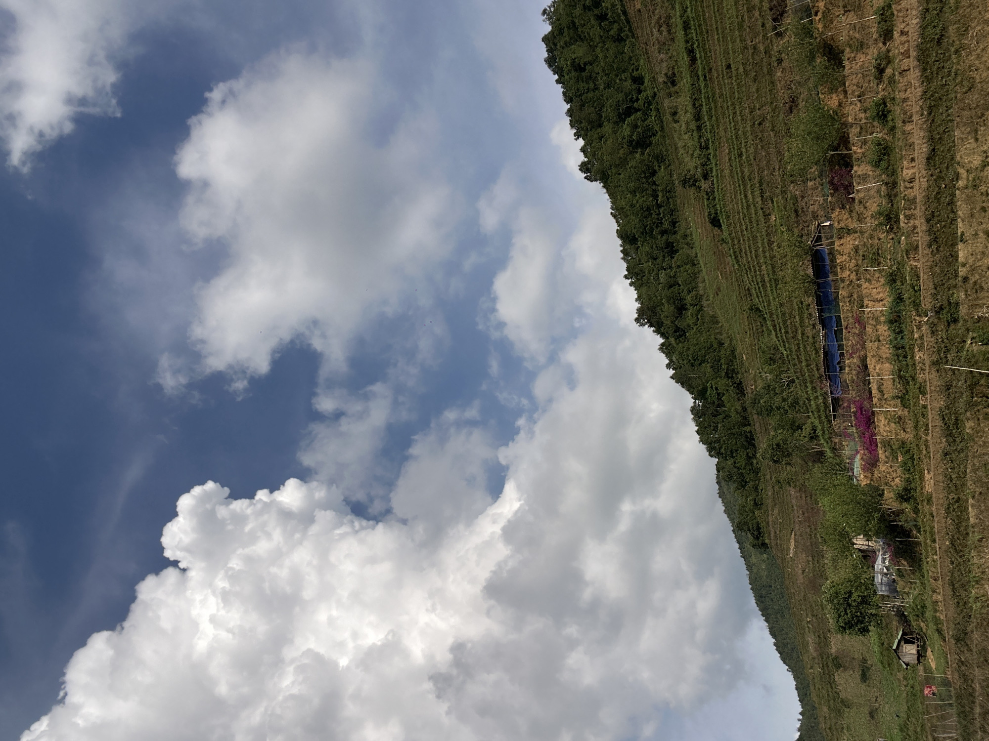 The image captures a vibrant mountainous landscape under a bright, partly cloudy sky, consistent with the terrain of Lao Chai, Vietnam. The scene is bisected by a prominent hillside that diagonally traverses the frame.
The upper portion of the image showcases a clear blue sky dotted with scattered, fluffy white cumulus clouds, suggesting fair weather and abundant daylight, likely morning or early afternoon. The clouds are distinct, with varying shapes and levels of brightness.
The lower section of the image features a sloping hillside. The upper part of the slope is covered in dense, dark green trees and vegetation, resembling a forested area or a well-established plantation. Below this, the land transitions into what appears to be terraced farmland or cultivated fields, characterized by distinct horizontal lines and rows that follow the contours of the hill. The ground in these cultivated areas ranges from barren earth to patches of green growth.
Within these fields, several human elements are visible. Towards the lower-right, a small, rustic wooden shack with a dark roof is nestled into the slope. Nearby, a large blue tarp or netting covers a section of the ground, possibly used for agricultural purposes like drying or protection. Further up the slope from the shack, a patch of vibrant pink and purple is visible, which could be flowering plants or materials laid out to dry. Simple wooden poles and fence-like structures are interspersed throughout the cultivated areas.
No people are visible in the image, but the presence of the shack, terraced fields, and implied agricultural activities suggest human habitation and a working rural landscape. The scene conveys a sense of peaceful agrarian life amidst natural beauty. There is no visible text.