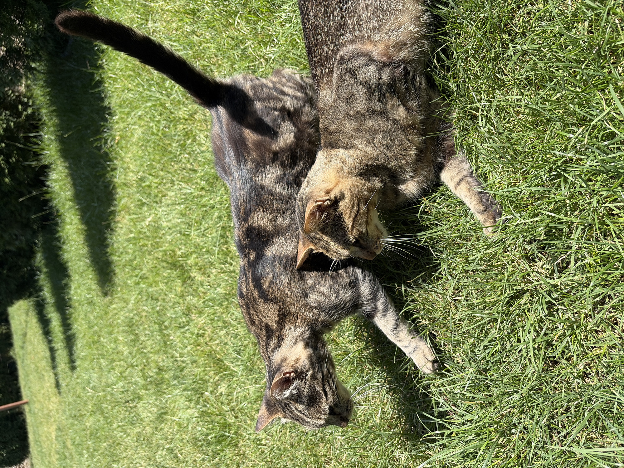 Two tabby cats are in a grassy area. The cat in the foreground is lying down, facing left. The cat behind it is walking, also facing left. The background is out of focus, showing green foliage and shadows. The scene is likely outdoors, on a sunny day. The image was taken in Oxentea, Moldova.
