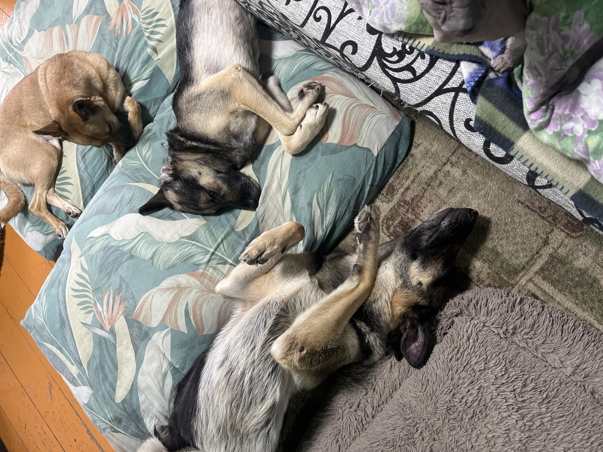 In Nizhny Tagil, Russia, a group of dogs are resting. The scene appears to be indoors, possibly a living room or bedroom, with wooden flooring visible. One dog, a tan mixed breed, is curled up asleep on a pillow with a tropical leaf pattern. Another dog, a German Shepherd mix, is lying on its back, paws in the air, on a soft grey blanket. A third dog, also a German Shepherd mix, is sleeping on its side on a different patterned pillow. In the background, a corner of a blanket with a floral pattern and a textured rug are visible. There are no people, text, or indications of the time of day or weather. The overall emotion conveyed is one of peace and relaxation.