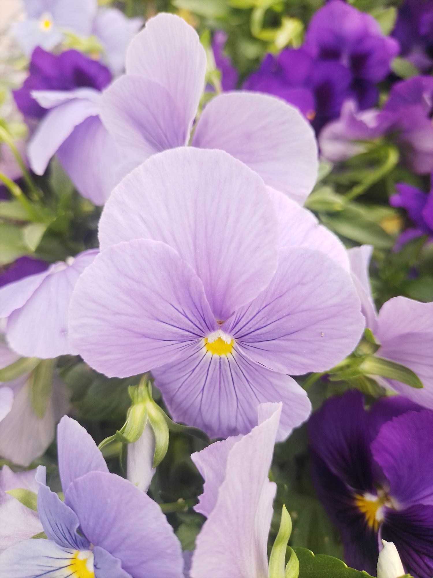 This is a close-up, high-angle, outdoor photograph of a cluster of violas, commonly known as pansies, in Poltava, Ukraine. The flowers are predominantly in shades of light purple and deep purple, with a few lighter lavender and pale blue blossoms visible. The petals of the light purple flowers exhibit delicate dark purple veining radiating from the center. The centers of most of the flowers are a bright yellow. The background consists of green foliage and other flowers, creating a soft, blurred effect. The lighting appears to be natural daylight, casting a gentle illumination on the flowers. There are no people or animals present in the image, and no visible human activity. The overall impression is one of natural beauty and floral abundance.