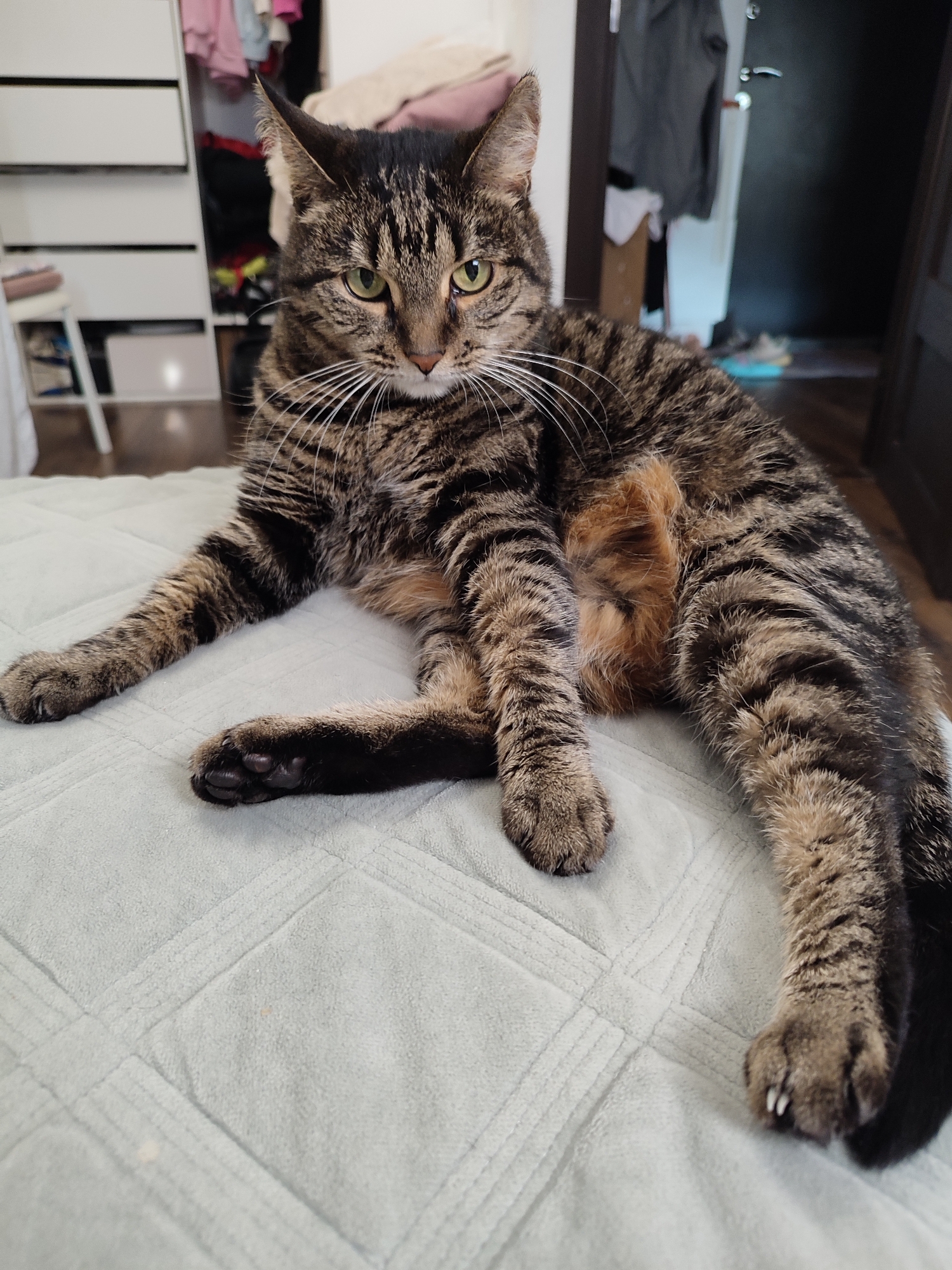 A tabby cat is lying on a light blue blanket on a bed. The cat is facing forward, looking at the camera with green eyes. Its body is mostly in focus, with its front legs extended and its hind legs tucked under its body. The background is blurred, but appears to be a room with a wardrobe and a door. The overall impression is one of a relaxed and comfortable pet.
