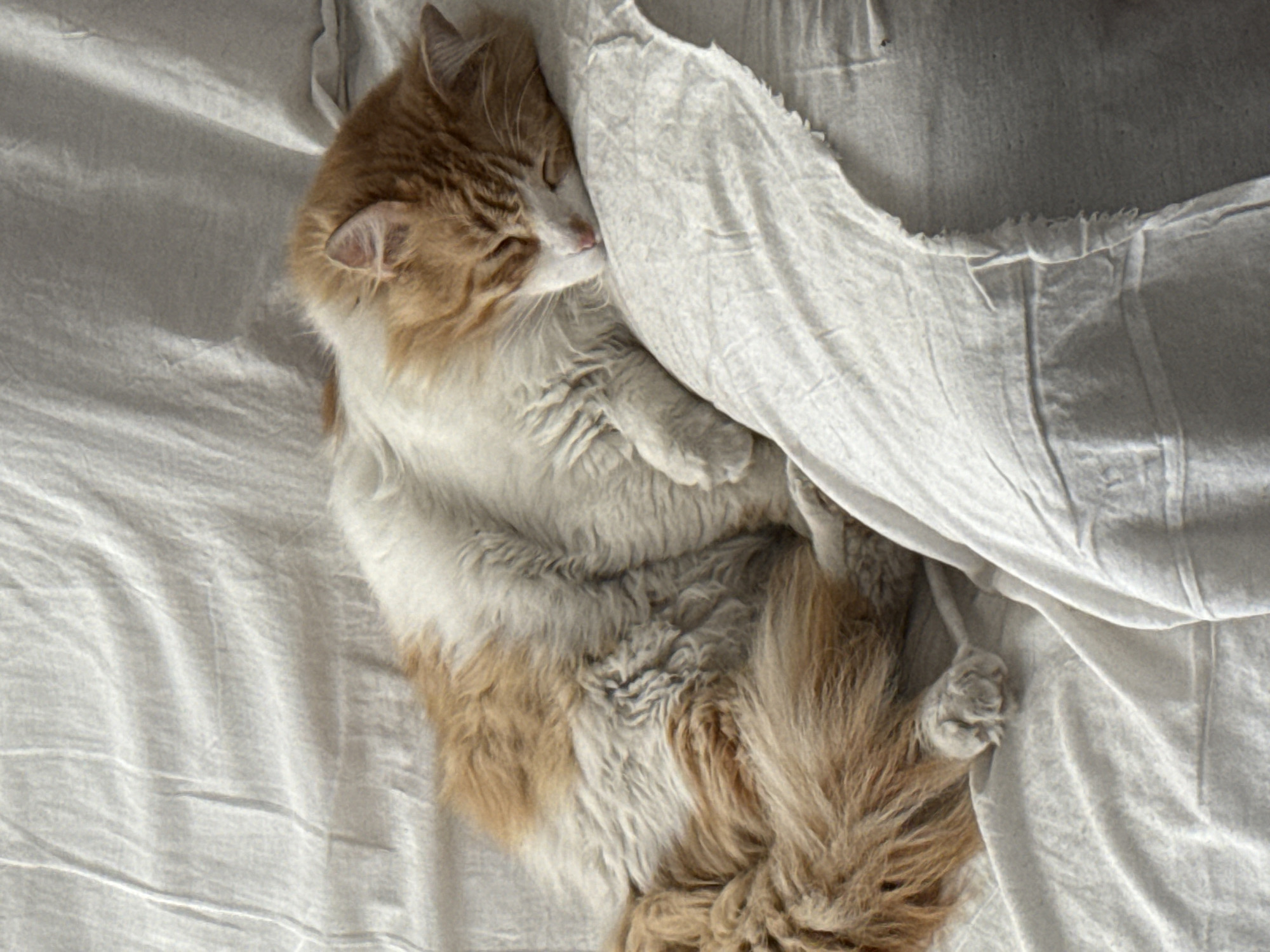 A long-haired, ginger and white cat is lying on a white sheet. The cat is curled up and appears to be sleeping, its head resting on a rumpled part of the sheet. The sheet is creased and wrinkled, suggesting it is on a bed. The background is out of focus. It is not possible to determine if the image was taken in the city of Puebla, Mexico.