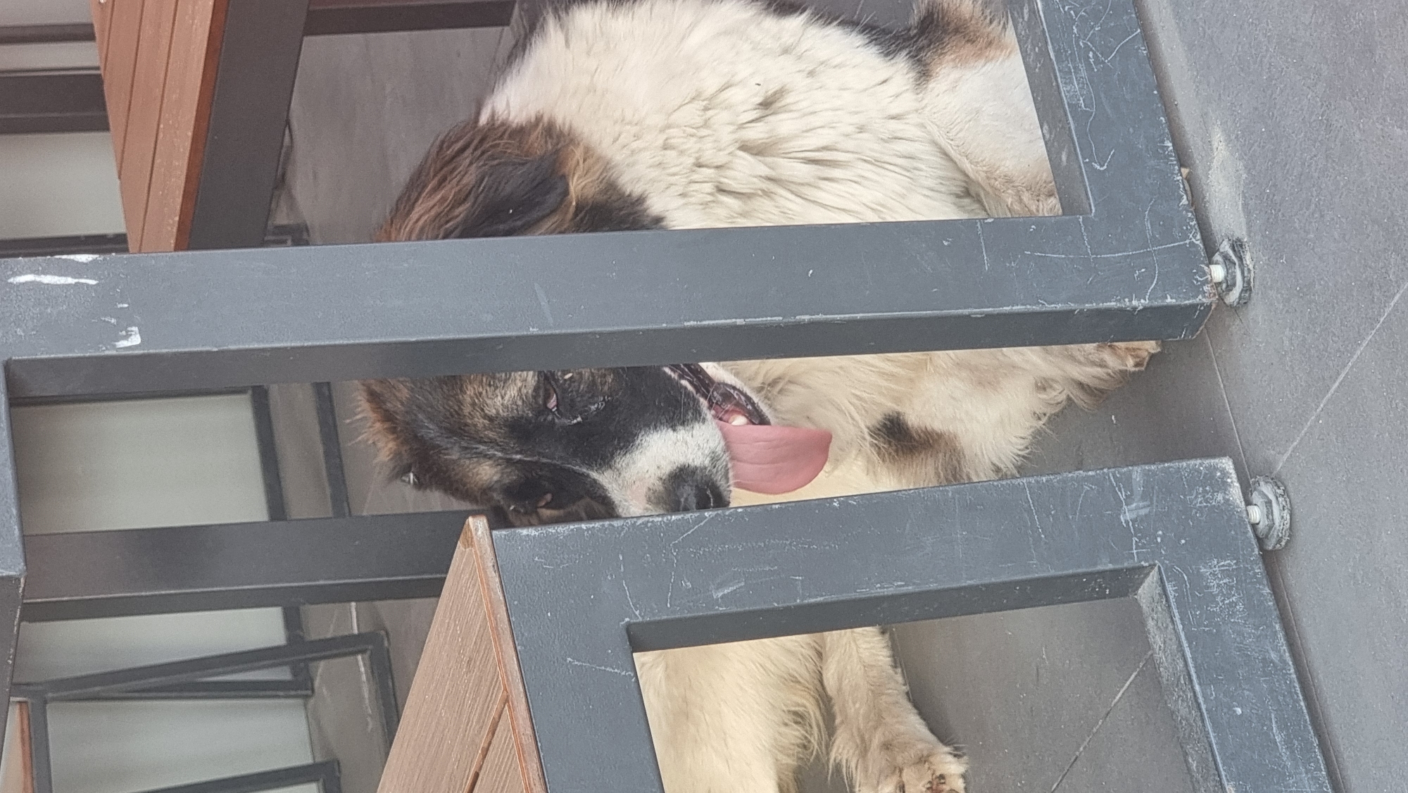A large, fluffy dog with black and white markings is lying on a grey tiled floor, partially obscured by the legs of a table and chairs. The dog's head is turned towards the camera, and its pink tongue is hanging out. The dog appears to be panting, possibly from the heat. The background is blurred, but it appears to be an outdoor seating area, possibly a cafe or restaurant. The scene is not located in Megion, Russia; it is an outdoor seating area.