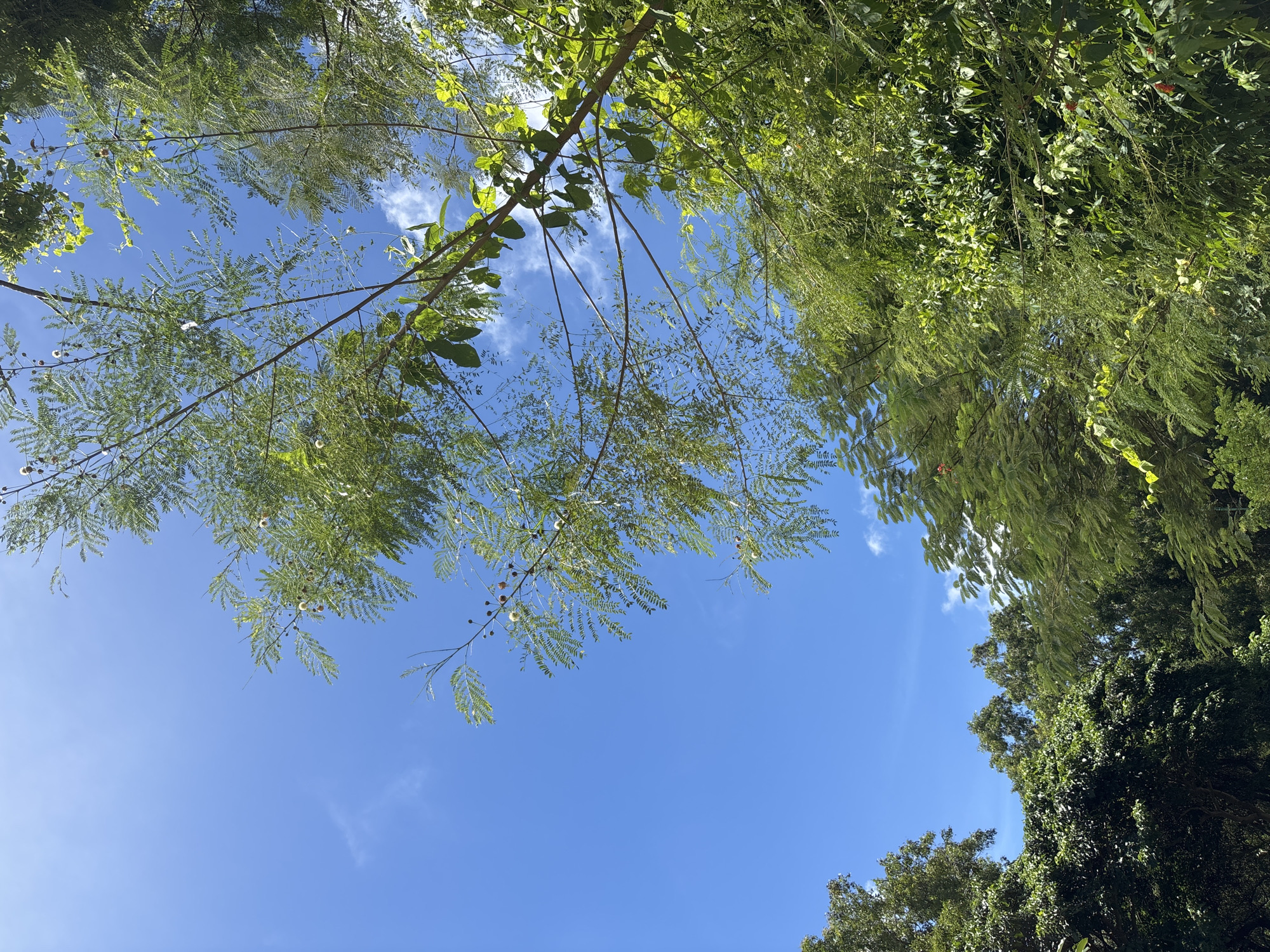 The image shows a view of the sky through tree branches in Pecatu, Indonesia. The sky is a clear blue with a few wispy white clouds. The tree branches are covered in green leaves. The leaves vary in color and texture. Some of the leaves are broad and flat, while others are feathery. The branches are arranged in a way that partially frames the sky. The overall impression is one of looking up through a canopy of trees on a sunny day.