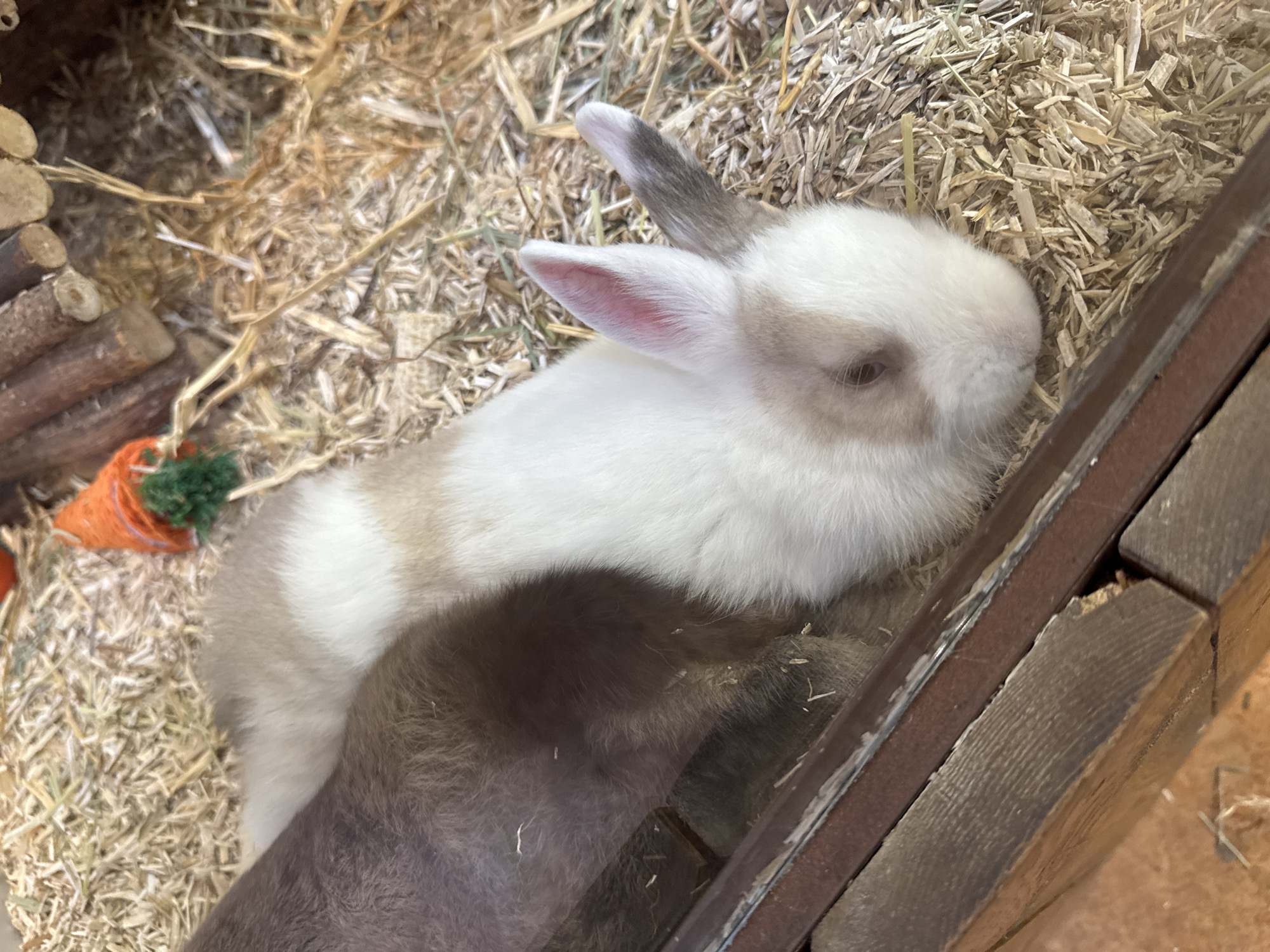The image shows two rabbits resting in a pen. One rabbit is primarily white with brown markings on its head, back, and ears. The other rabbit is gray. The rabbits are lying on a bed of hay and wood shavings. A small wooden structure is in the upper left of the frame. A toy carrot is visible nearby. The pen is constructed of wood and metal, and the background shows a glimpse of what might be the floor of a building. I can not verify the location of the image in Villebon-sur-Yvette, France without further information.