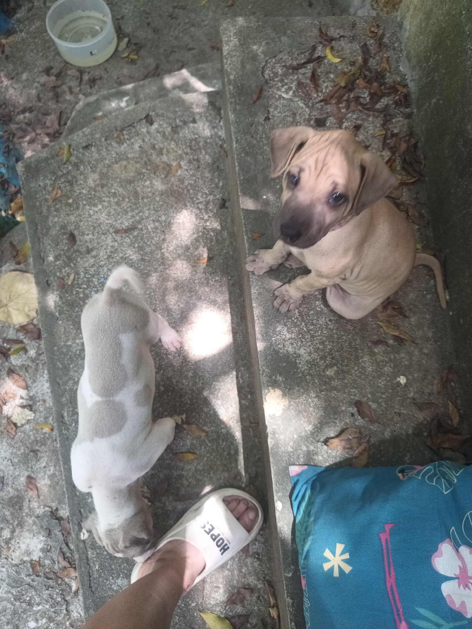 The image presents a sunlit outdoor scene, likely in Baan Thong Nang, Thailand, featuring two puppies on concrete steps. A fawn-colored puppy with a darker muzzle and ears is seated on a lower step, looking directly towards the camera with an alert and curious expression. Another puppy, predominantly white with grey/tan patches, lies on an upper step with its back to the camera.
The setting consists of concrete steps and ground covered with scattered dry leaves, suggesting a casual outdoor area such as a yard or patio. Strong natural light indicates it is daytime, likely mid-morning or afternoon. In the upper-left corner, a translucent plastic container holds a yellowish liquid. A person's bare foot, wearing a white slide sandal with the word "HOPES" printed on it (visible in reverse due to perspective), is present in the lower-left. A blue pillow with a white asterisk and pink floral pattern is visible in the lower-right corner. The scene captures a tranquil, everyday moment involving the puppies.