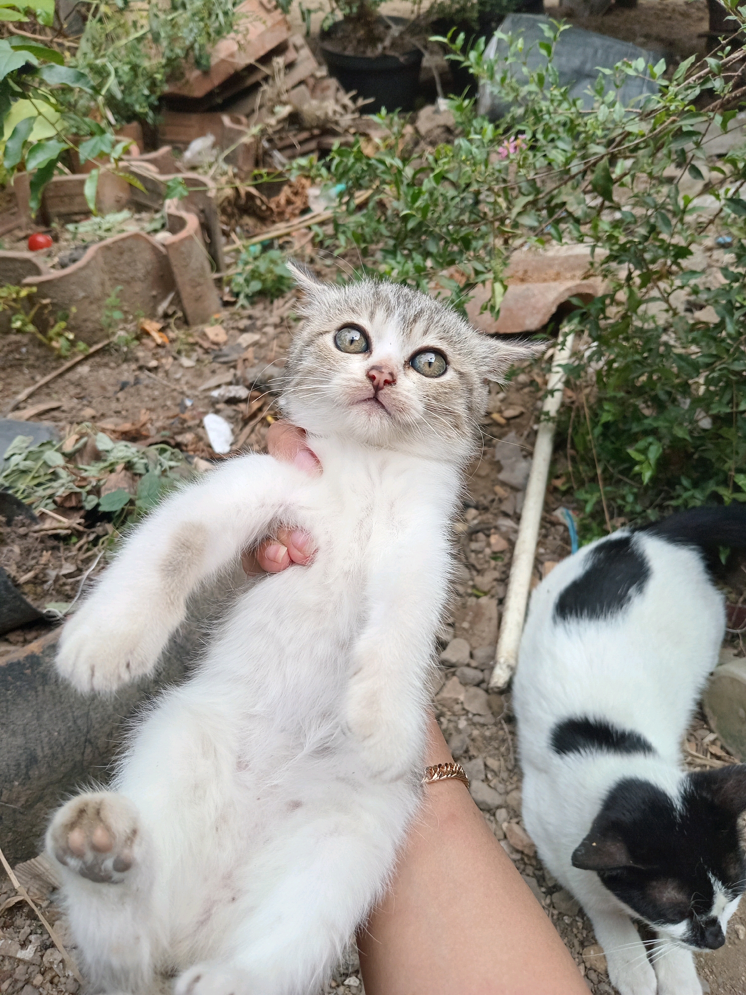A person's hands hold a small, white and grey tabby kitten, upside down and facing the camera. The kitten has wide, green eyes and its ears are slightly flattened. The kitten's belly and paws are visible, with one paw extended upwards. In the background, to the right of the kitten, a black and white cat with a black heart-shaped spot on its back is lying down, looking towards the camera. The environment appears to be outdoors, with dirt, scattered stones, and greenery, suggesting a garden or yard. The scene is set in Claket, Indonesia.