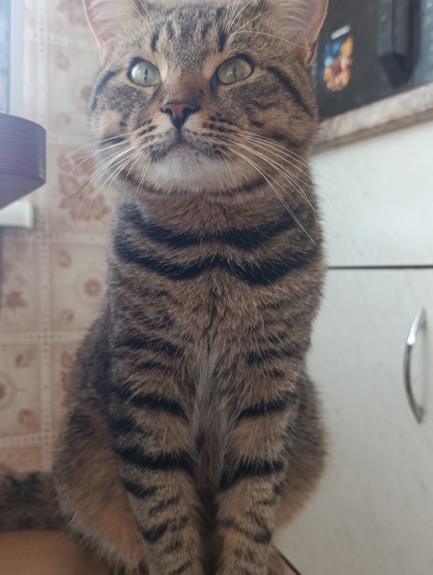 The image is a close-up, waist-up shot of a tabby cat sitting and looking towards the camera. The cat has green eyes and a distinct tabby pattern with brown, black, and lighter brown stripes. Its fur appears to be soft and well-groomed. The cat's whiskers are long and white, fanning out from its snout.
The cat is sitting on a wooden surface, likely a table or shelf. In the background, there is a tiled wall with a floral or geometric pattern, and to the right, a white cabinet with a silver handle. There is also a glimpse of what appears to be a kitchen appliance, possibly a microwave or oven, with a colorful image on its display. The lighting suggests it is daytime, possibly indoors. The cat's expression is calm and alert, with its ears pricked up and its gaze fixed on the viewer. There is no visible text in the image. The overall scene appears to be a domestic setting, likely a kitchen or dining area.