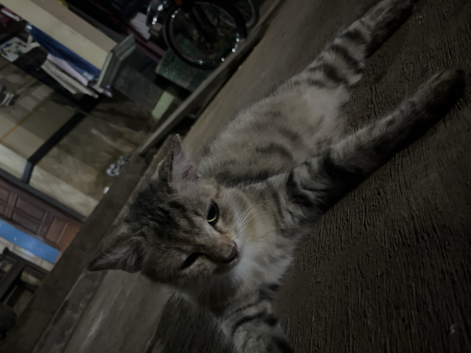 A tabby cat is lying on a concrete surface in what appears to be an outdoor area, possibly a yard or alleyway, in Karangrandu, Indonesia. The cat is mostly gray and brown with darker stripes. It is facing the camera and its front paws are extended forward. In the background, there are buildings with doors and windows, some clothes hanging on a line, and a bicycle wheel. The lighting suggests it is either dusk or night.