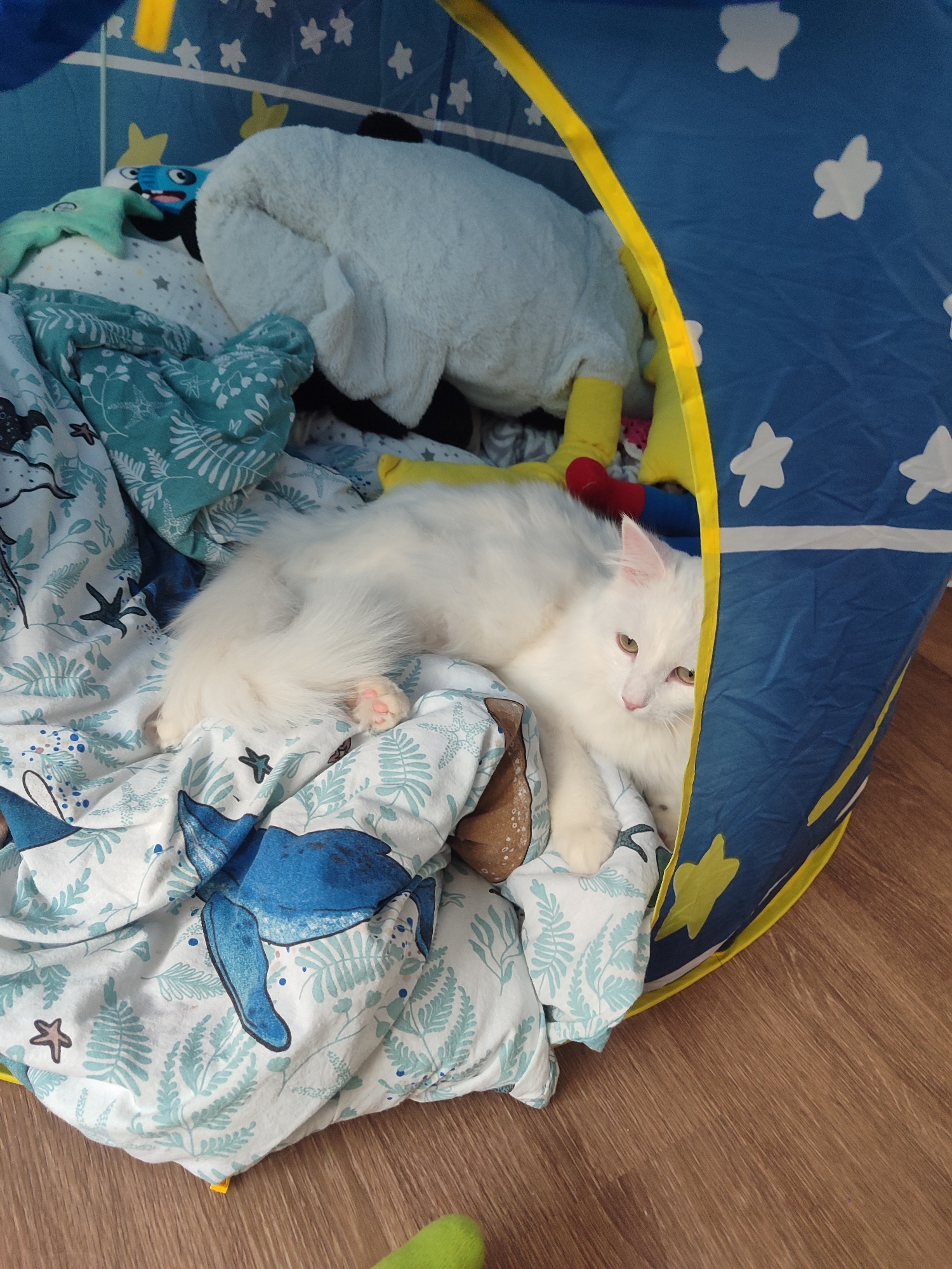 A long-haired white cat is reclining inside a blue and yellow children's play tent filled with stuffed animals and patterned blankets. The tent is situated on a wooden floor. The scene appears to be indoors. No information to confirm it is located in Izhevsk, Russia.