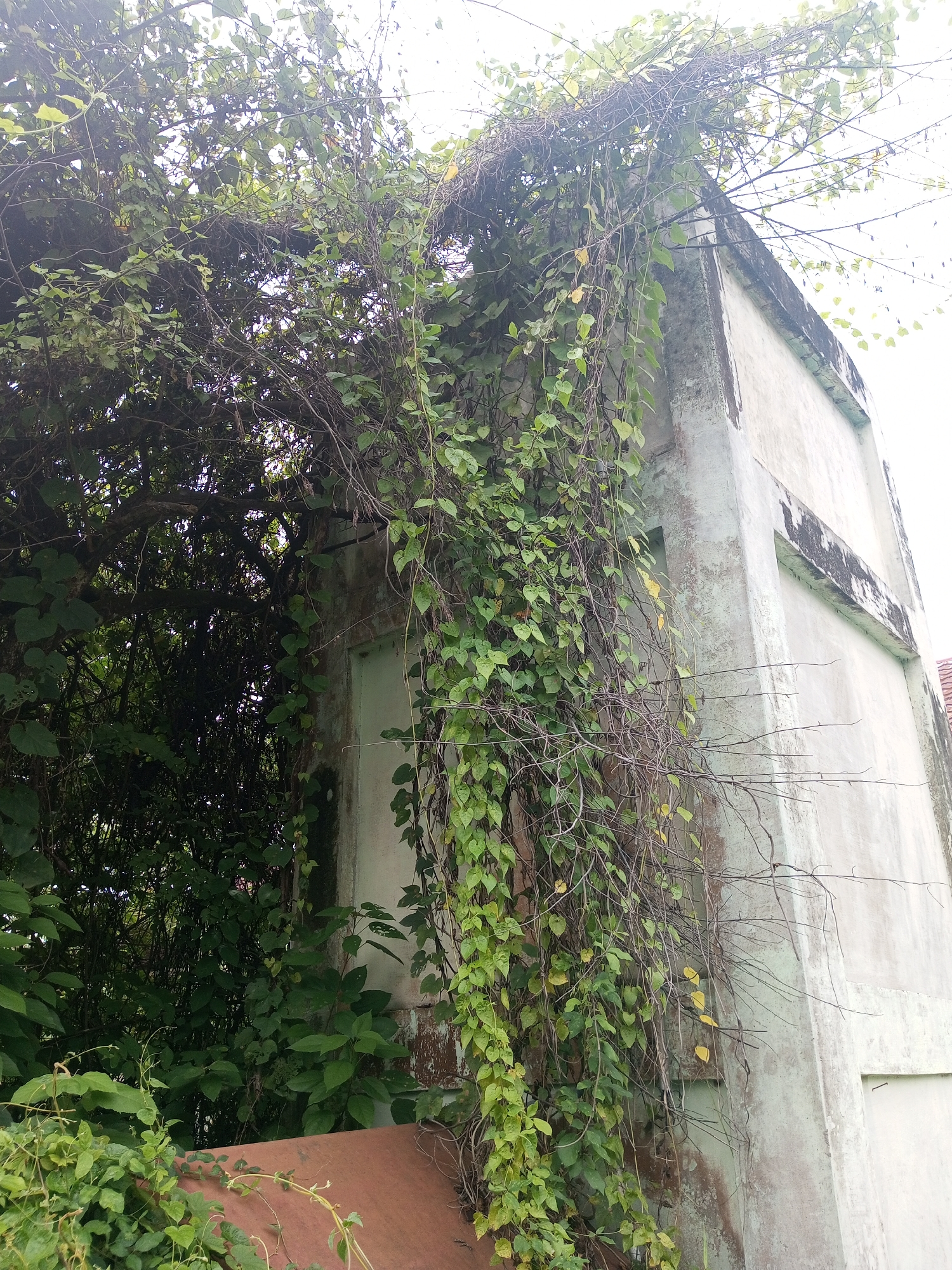An exterior shot depicts a rectangular concrete structure, likely a building, heavily overgrown with vines and foliage. The building, showing signs of age with discolored concrete and stains, is nearly enveloped by the vegetation, obscuring parts of its structure. Vines cascade down the sides of the building, and a thick cluster of leaves and branches obscures the left side of the frame, making it difficult to discern the exact details of the building's construction. The location is within the city of Lhokseumawe, Indonesia.