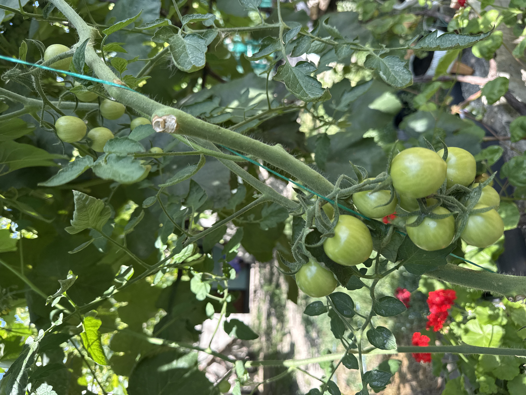In Basarabeasca, Moldova, a close-up shot captures a tomato plant laden with unripe green tomatoes. The plant, supported by a green string, is rich with foliage. In the background, red geraniums are visible, adding a splash of color to the scene, suggesting a residential garden environment.