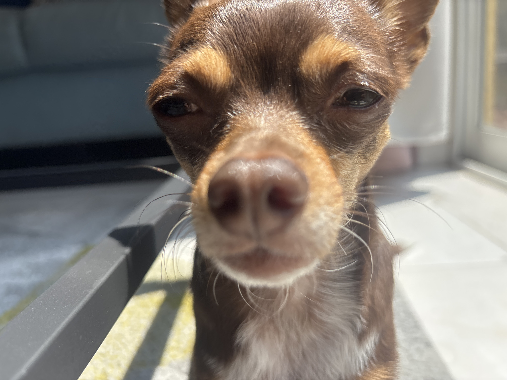 A close-up shot depicts a brown Chihuahua with tan markings above its eyes. The dog is indoors, with a window to the right and a gray object (likely a chair or other furniture) on the left side of the frame.