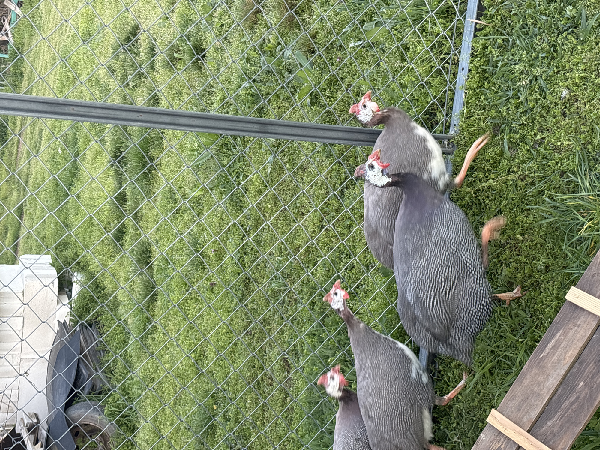 The image shows four Guinea fowl in an enclosure with a chain-link fence in Lehchevo, Bulgaria. The ground is covered in green grass. A piece of wooden structure sits in the bottom right corner. A grey metal rail runs horizontally across the upper-left area of the fence. An old wagon wheel is in the bottom-left corner.