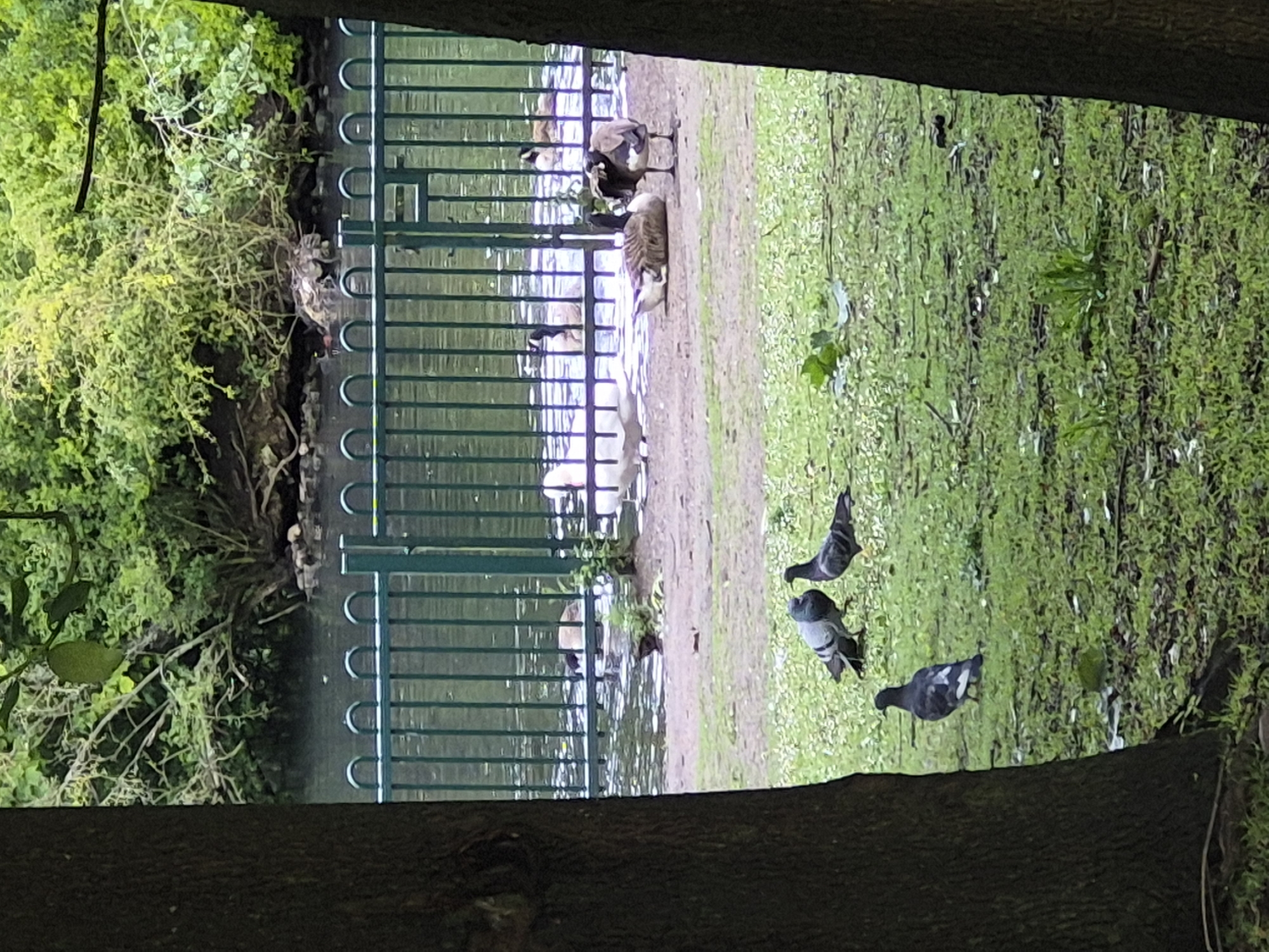 The image depicts a park scene in Sandwell, United Kingdom, with a body of water in the background, separated from the foreground by a green metal fence. Several birds are present. In the foreground, on the grass, there are three pigeons. Two are close together, appearing to interact, while the third is further away. Behind the fence, on the edge of the water and a dirt path, are several geese. One goose is lying down, another is standing and preening its feathers, and two more are visible in the water. The environment is lush and green, with trees and foliage surrounding the water. The overall impression is of a tranquil outdoor setting.