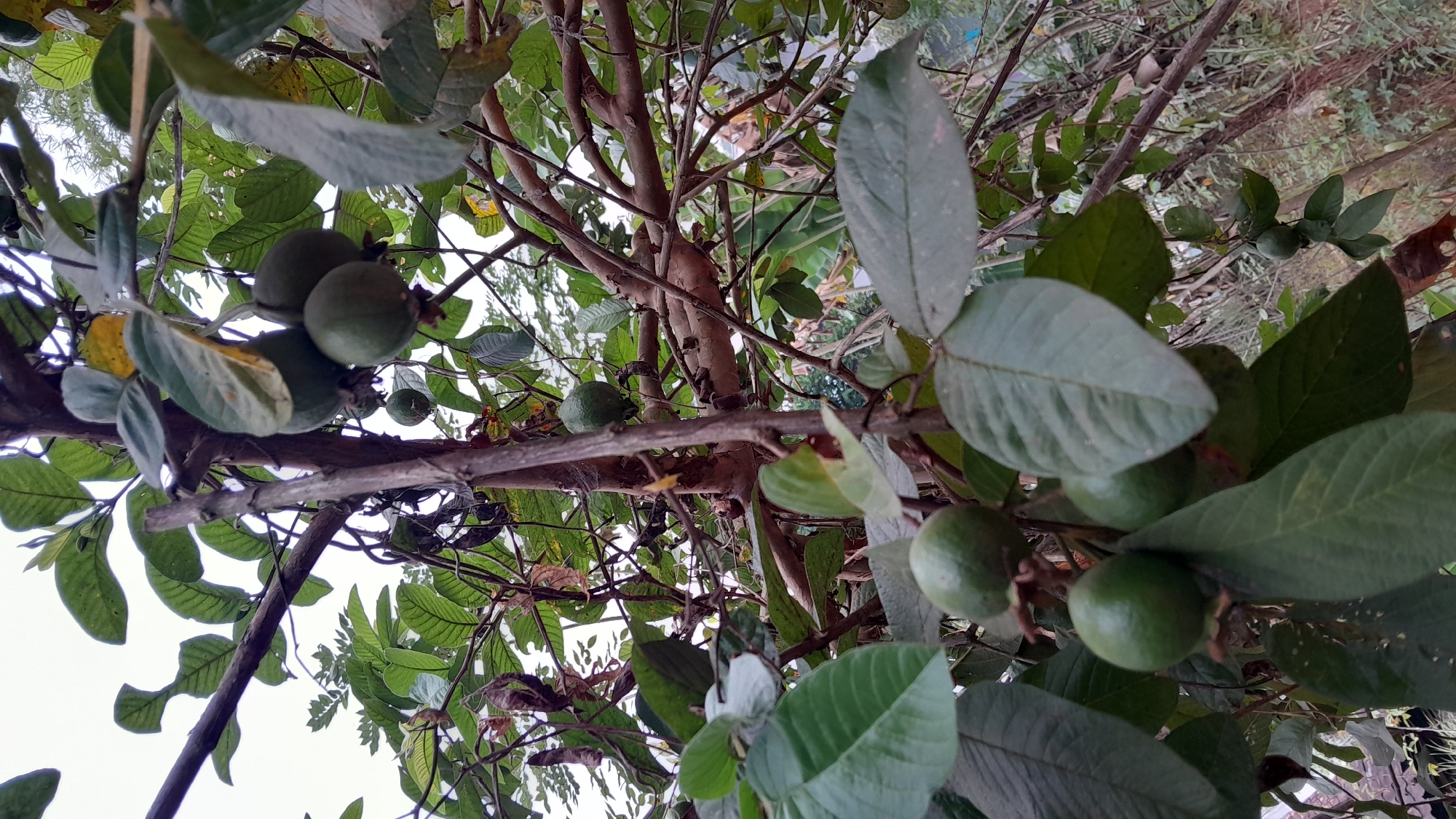 This image shows a close-up view of a guava tree with several green guavas hanging from its branches, surrounded by dense foliage. The lighting suggests it's daytime, possibly overcast due to the bright, diffused sky visible in the background. The branches are brown and weathered, some appearing thicker and more mature than others. The leaves are a vibrant green, with some showing signs of natural wear. The overall impression is that of an outdoor setting, likely a garden or a backyard, common in residential areas of Sumedang, Indonesia, where fruit-bearing trees are frequently cultivated. There are no people or animals visible in the frame, and the focus is entirely on the guava tree and its fruit.
