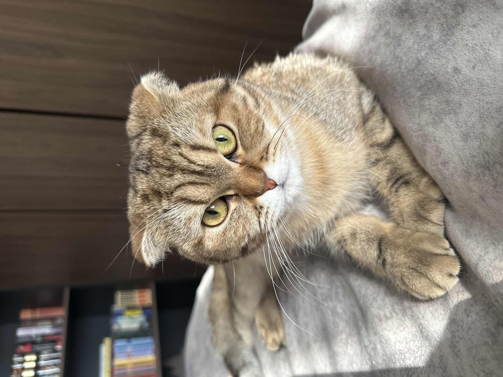 A tan and brown tabby cat with golden-green eyes is the primary subject of the image. The cat is lying on a light gray surface, likely a cushion or blanket, with its head tilted towards the viewer. The cat has white whiskers and a pink nose. The background includes a wooden wall and a bookshelf with books. The image was taken in Khimki, Russia.
