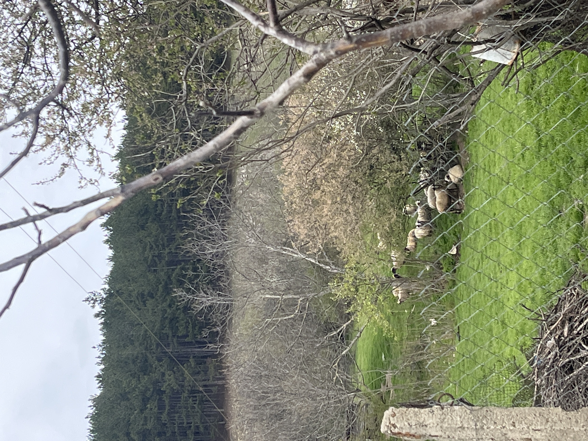 The image, apparently taken in a rural area of Nevestino, Bulgaria, shows a grassy field enclosed by a chain-link fence. A flock of sheep is grazing inside the enclosure. A dense forest borders the field on one side. A tree with bare branches dominates the foreground, partially obscuring the view. Debris, possibly dead branches, are piled near the bottom of the image. The sky is overcast.