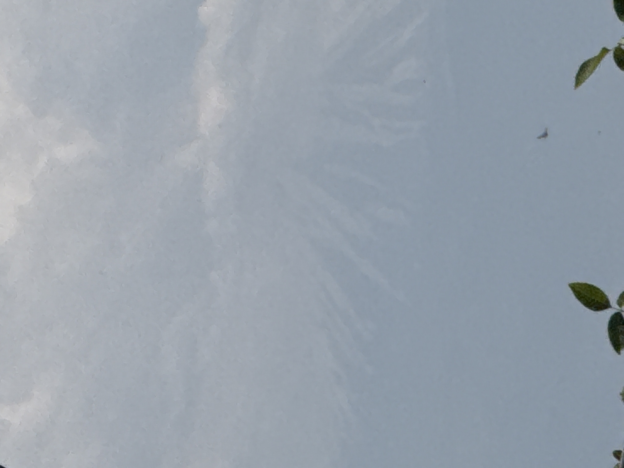 The image captures a close-up view of a reflective surface, most likely water, mirroring the sky above. The dominant color is a soft, light blue-grey, indicating an overcast or partly cloudy day. Scattered across the surface are indistinct, ethereal white and lighter grey shapes that resemble clouds, suggesting their presence in the sky being reflected.
Along the right edge of the frame, several vibrant green leaves from an unseen plant or tree are visible, partially entering the composition. These leaves provide a natural element and a contrasting splash of color against the muted background. Near the upper right quadrant, a very small, dark, V-shaped object can be faintly seen, which could be a tiny insect, a piece of debris, or an artifact of the reflection.
The overall scene evokes a sense of tranquility and calmness, typical of a still body of water reflecting the sky. There is no specific activity or event taking place, but rather a captured moment of natural reflection. The lighting is soft and diffused, characteristic of an overcast day. No text is visible in the image.