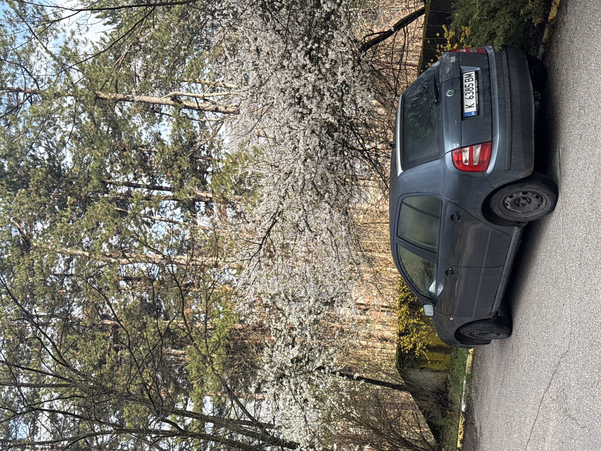 A parked, dark-colored Škoda Fabia is observed on the side of a paved road. The car's license plate reads "K 6385 BM", indicating registration in Bulgaria. The environment surrounding the vehicle includes trees, some of which are in full bloom with white flowers. The scene appears to be in a residential or suburban area, possibly in the city of Etropole, Bulgaria, based on the license plate and geographical context. There are no people visible in the image. The focus is on the car and the surrounding natural environment.