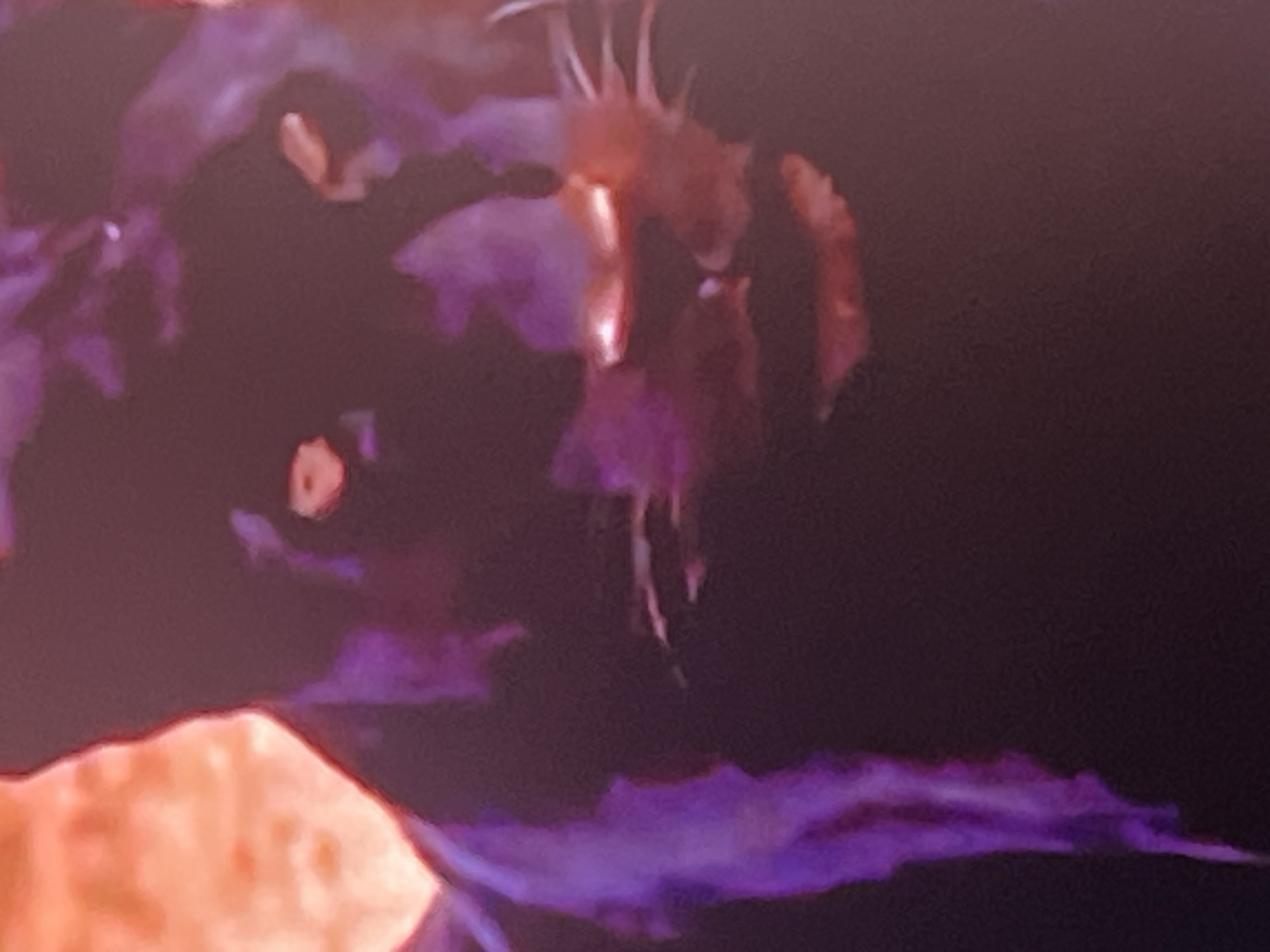 A close-up, slightly blurred image shows a black panther's face, with purple and orange lighting. The panther's eyes are visible, glowing yellow, and its nose and mouth are illuminated with bright red and orange light. Wisps of purple light trail down the left side of its face, and what appear to be whiskers are visible on the right. The background is dark and indistinct. The image is not identifiable as being in Casablanca, Morocco.