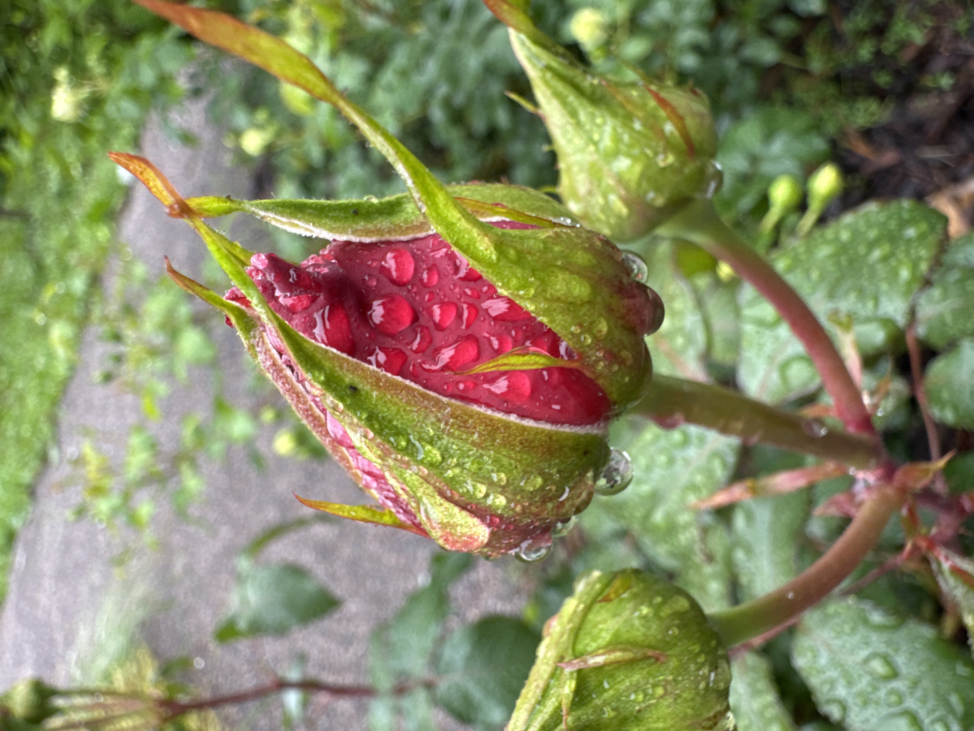 The image is a close-up, eye-level shot of a deep red rose bud just beginning to open, covered in numerous water droplets, suggesting it has recently rained. The bud is predominantly a vibrant red with hints of pink, encased by large, green sepals that are also speckled with water. The texture of the rose petals appears smooth and delicate, while the sepals have a slightly fuzzy or velvety appearance, also adorned with water.
The rose is on a stem with other buds and foliage, all appearing slightly damp. In the background, the scene is blurred but suggests a garden setting with more greenery and some grey, possibly stone or paved ground, indicative of a pathway. The overall mood is one of freshness and natural beauty, enhanced by the glistening water. There is no text visible in the image. The lighting suggests it is daytime, with diffused light consistent with overcast or post-rain conditions. The context of Steklyannyi, Russia, places this scene in a specific geographical location known for its temperate climate, which would experience rainfall.