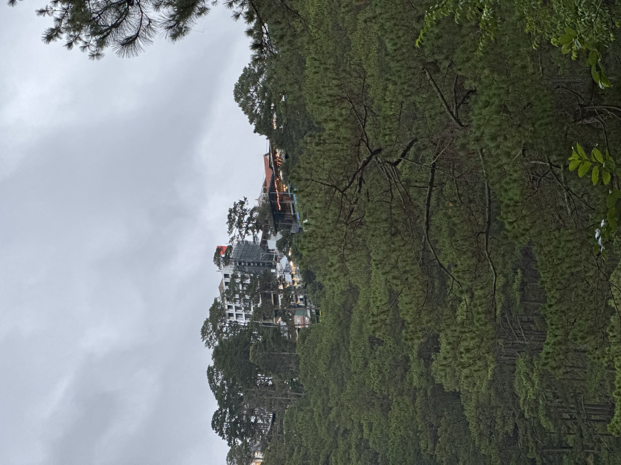 The image shows a view from a vantage point within a dense pine forest in Da Lat, Vietnam, under overcast skies. In the distance, a partially constructed high-rise building is visible, interspersed with other buildings. The pine trees dominate the foreground and right side of the image, obscuring much of the urban landscape. The sky is uniformly grey, indicating a cloudy day.