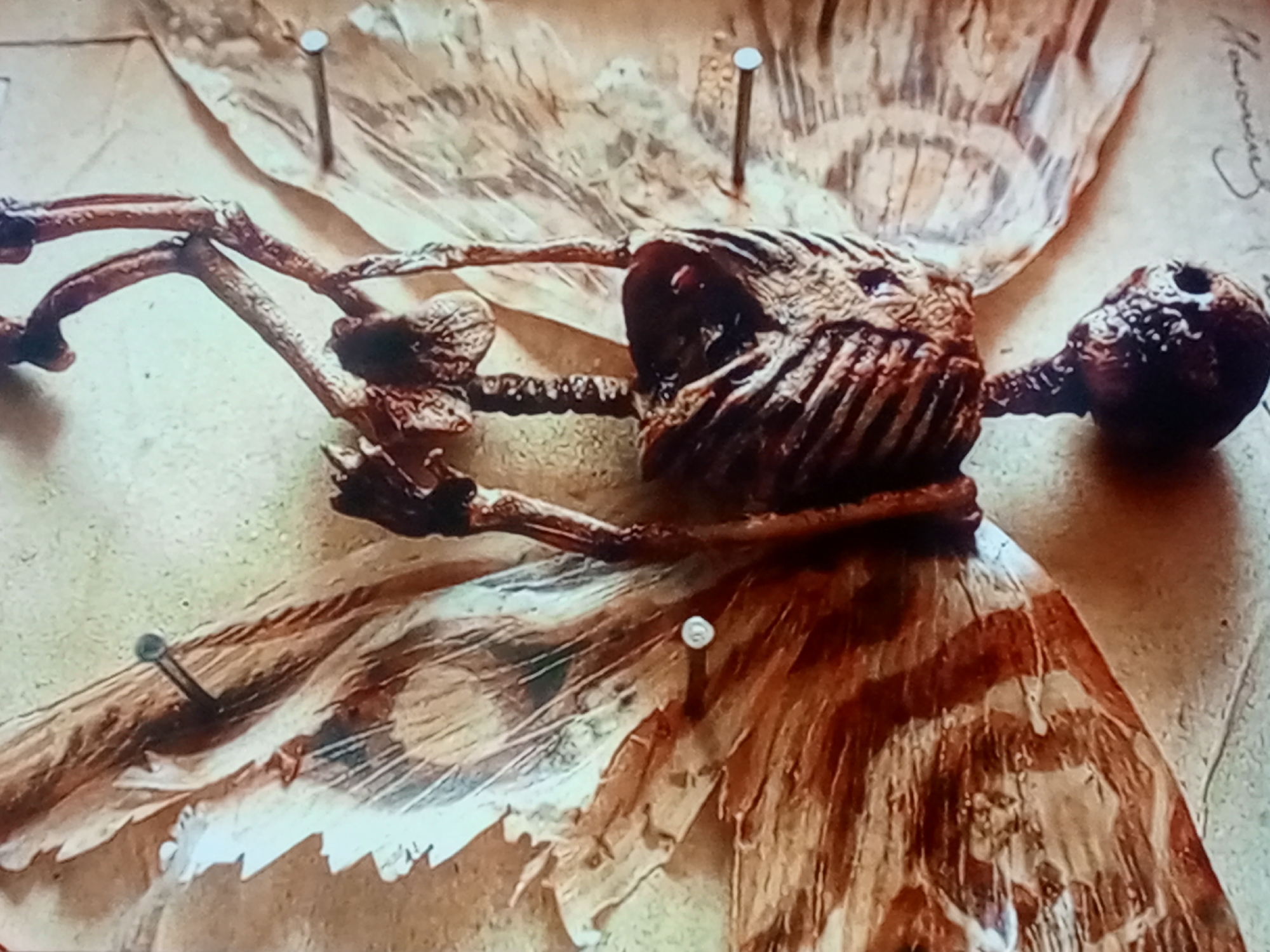 An extreme close-up shot of a mummified or dried specimen, resembling a small skeletal creature with large, translucent wings, is displayed on a textured, light-brown surface. The specimen is pinned down with several small, silver thumbtacks. The creature's body appears segmented with a visible ribcage and a protruding snout-like appendage. One of its limbs is extended forward, and the head is positioned to the right, showing a small, round opening. The wings, which have a veined texture, are spread out on either side of the body, with one wing partially obscuring the body. The background is out of focus, showing a grainy, parchment-like texture with some faint, handwritten script visible in the upper right corner. The overall lighting is subdued, casting soft shadows and highlighting the dried texture of the specimen.
