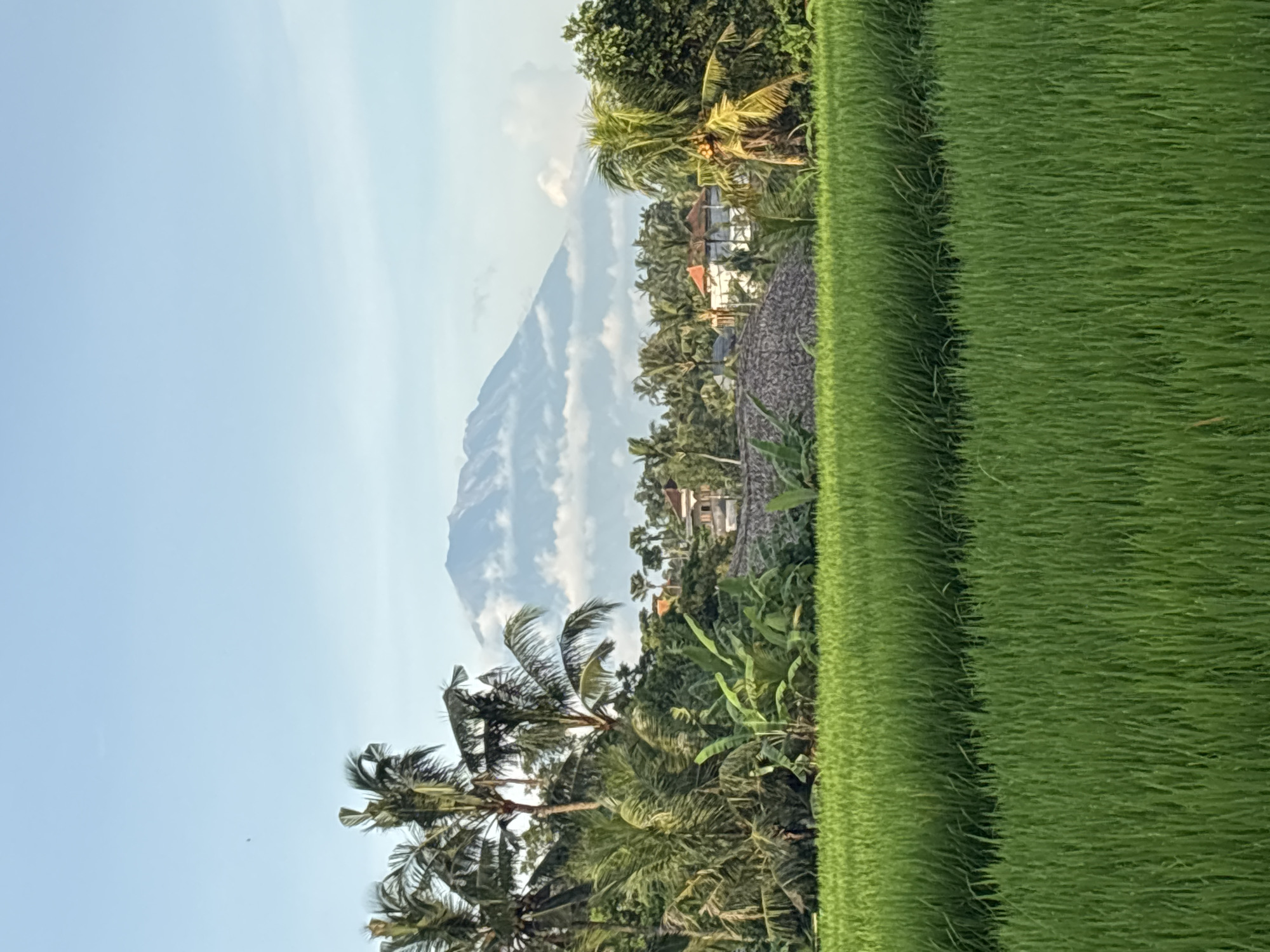 The image depicts a landscape in Ubud District, Indonesia. A vibrant green rice paddy field occupies the right side of the frame. Beyond the field, there is a collection of tropical trees, including coconut palms, interspersed with houses featuring rooftops of varying materials. In the background, partially obscured by clouds, is a mountain. The sky is a clear blue.