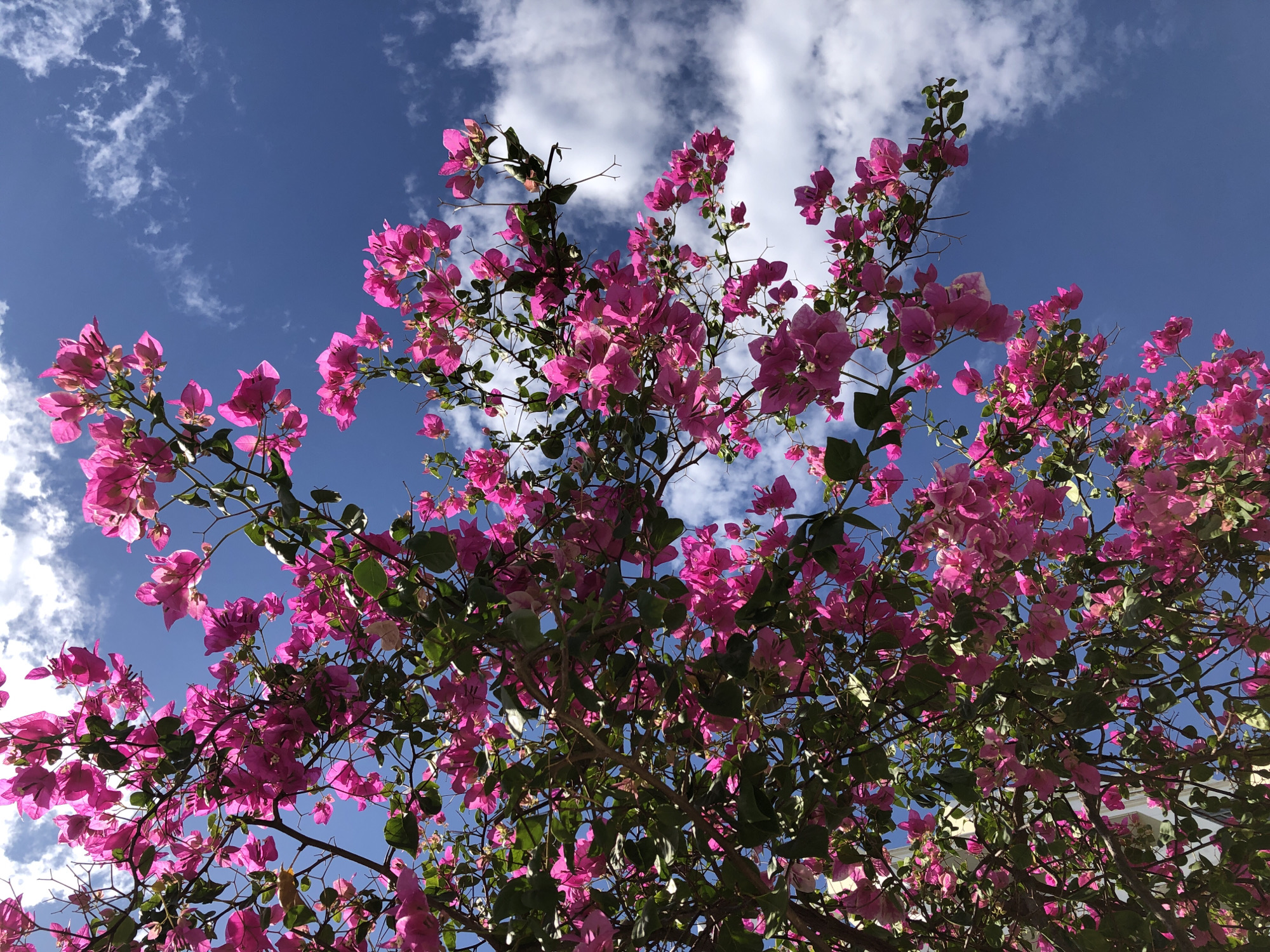 A low-angle, full shot captures a vibrant bougainvillea bush in full bloom against a bright blue sky scattered with white clouds. The flowers are a vivid fuchsia pink, with some lighter pink and white petals interspersed. The leaves are a deep green and appear lush. The branches of the bush are visible, dark and woody, reaching upwards. The sky takes up roughly the top two-thirds of the frame, with the bougainvillea filling the rest. The scene is suggestive of a warm, sunny day. This image was captured in Đà Nẵng, Vietnam.