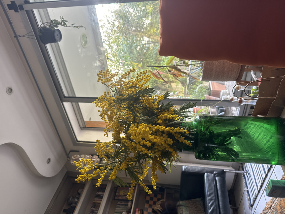 This image presents an interior scene within a residence located in Vincennes, France, observed through a large glass door or window.
In the foreground, a tall, cylindrical dark green glass vase occupies the central space, holding a substantial bouquet of bright yellow mimosa flowers characterized by their small, globular florets and green, feathery leaves. To the immediate right, the left edge of an orange upholstered cushion or chair back is visible. On the floor, positioned to the left of the vase, a portion of a patterned rug with horizontal stripes is present, upon which a small green box rests. Further right on the floor, several brown paper bags with open tops are visible, containing unidentified items, one appearing to be a bottle with a stopper.
The indoor background on the left reveals a bookshelf filled with books and various decorative items. A dark, possibly black leather, armchair is positioned in front of the bookshelf. The ceiling, visible in the upper left, is white with recessed lighting and a distinct, undulating architectural curve. A small, dark-colored hanging planter containing a trailing green plant is suspended from the top frame of the glass door.
Beyond the glass door, an outdoor environment is depicted. This area features a metal railing, indicative of a balcony or patio, and multiple potted plants, including one with reddish foliage in a woven basket. The distant background consists of dense green foliage, suggesting trees and bushes, possibly a garden or park. Natural light illuminates the scene, originating from the exterior. No individuals are present in the frame.