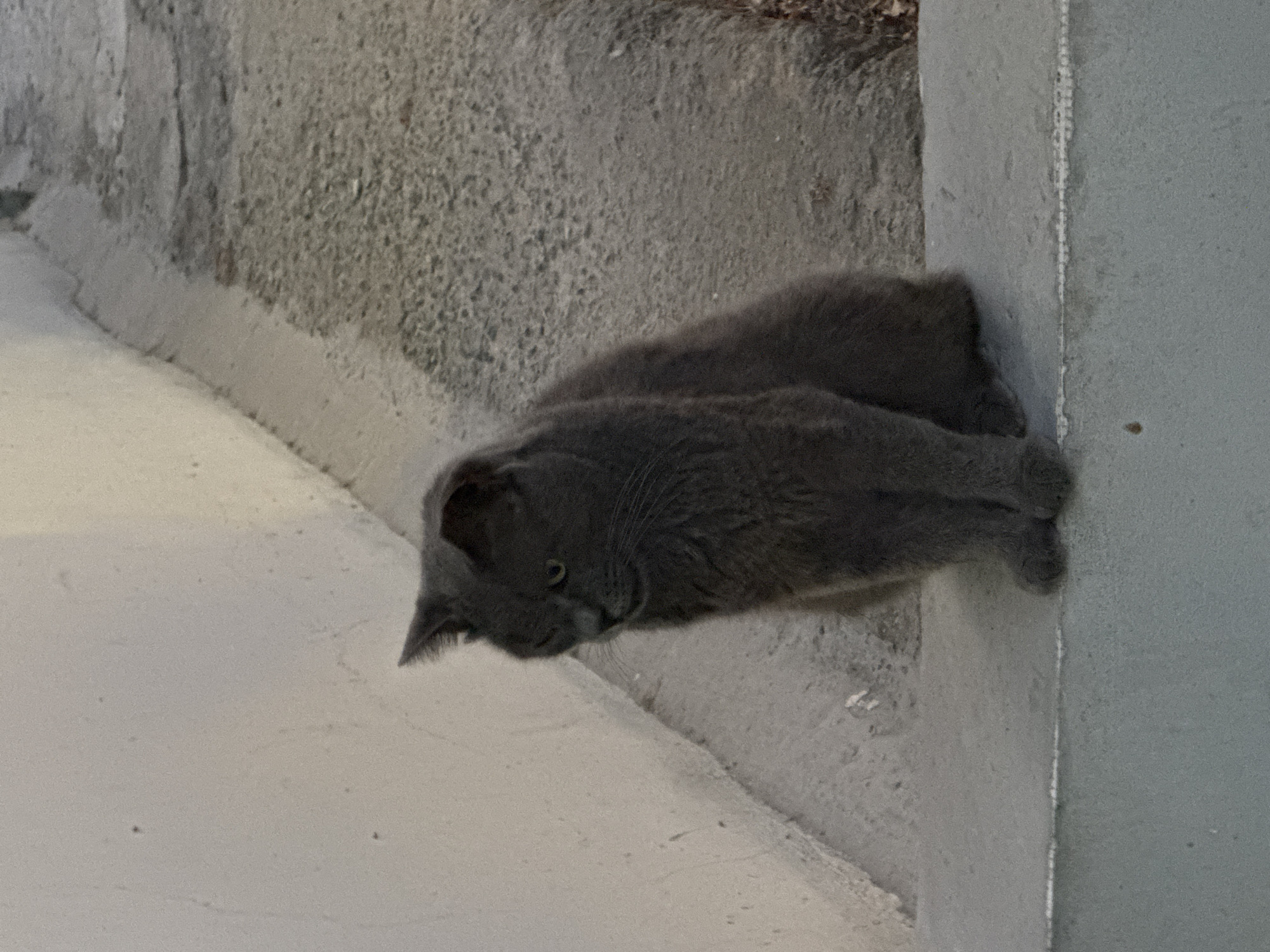 A medium shot shows a medium-haired, solid gray cat sitting on a light gray concrete ledge. The cat is facing left, with its head turned slightly towards the viewer, and its eyes are open and looking down. The cat is in focus, and the background is out of focus, showing a textured concrete pathway and a white wall. The overall lighting is dim, suggesting it might be dusk or an overcast day. The setting appears to be an outdoor urban or semi-urban environment. The location of Agios Tychona Community, Cyprus is not discernible from the visual information provided in the image.