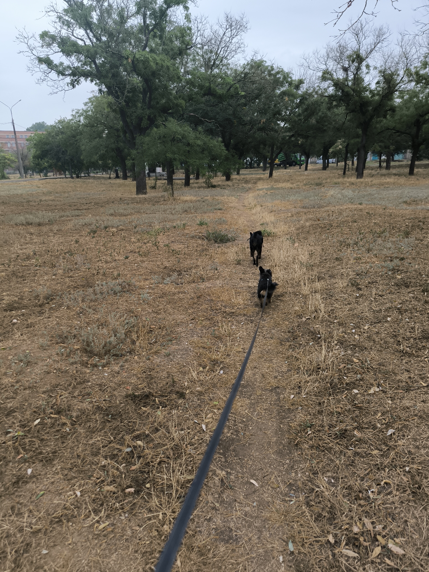 In Mykolaiv, Ukraine, two dogs are walking on a dirt path in a dry, grassy field. The larger dog, appearing to be black, is ahead of a smaller dog, which is a mix of black and gray. Both dogs are attached to a black leash, held by an unseen individual. The field is surrounded by a line of mature trees, their branches bare and sparse, suggesting a time of year other than spring or summer. In the background, a tall, multi-story brick building is visible, along with a street lamp and what appears to be a construction vehicle. The sky is overcast, contributing to the muted tones of the scene.