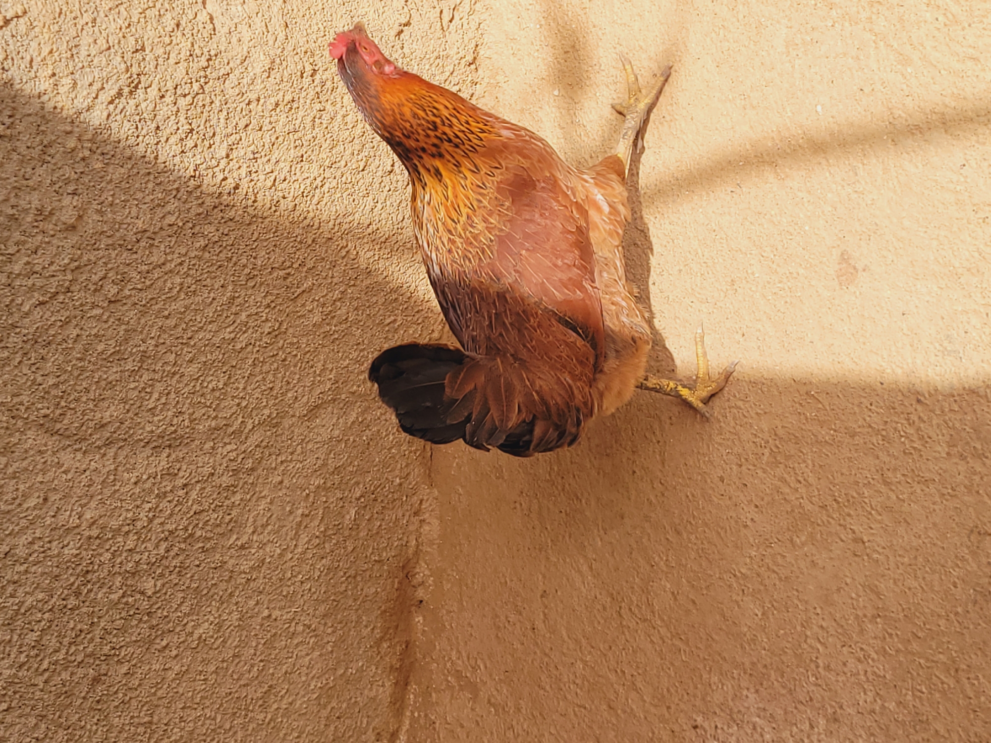 A brown hen walks on a sandy ground in front of a textured, tan wall. The hen is mostly brown with some golden-yellow feathers on its neck and back, and it has a red comb. Sunlight casts a shadow of the hen and other unseen objects onto the wall and ground. The scene is likely outdoors, in a setting that could be found in Bukuru, Nigeria, given the warm climate suggested by the lighting and texture of the environment.
