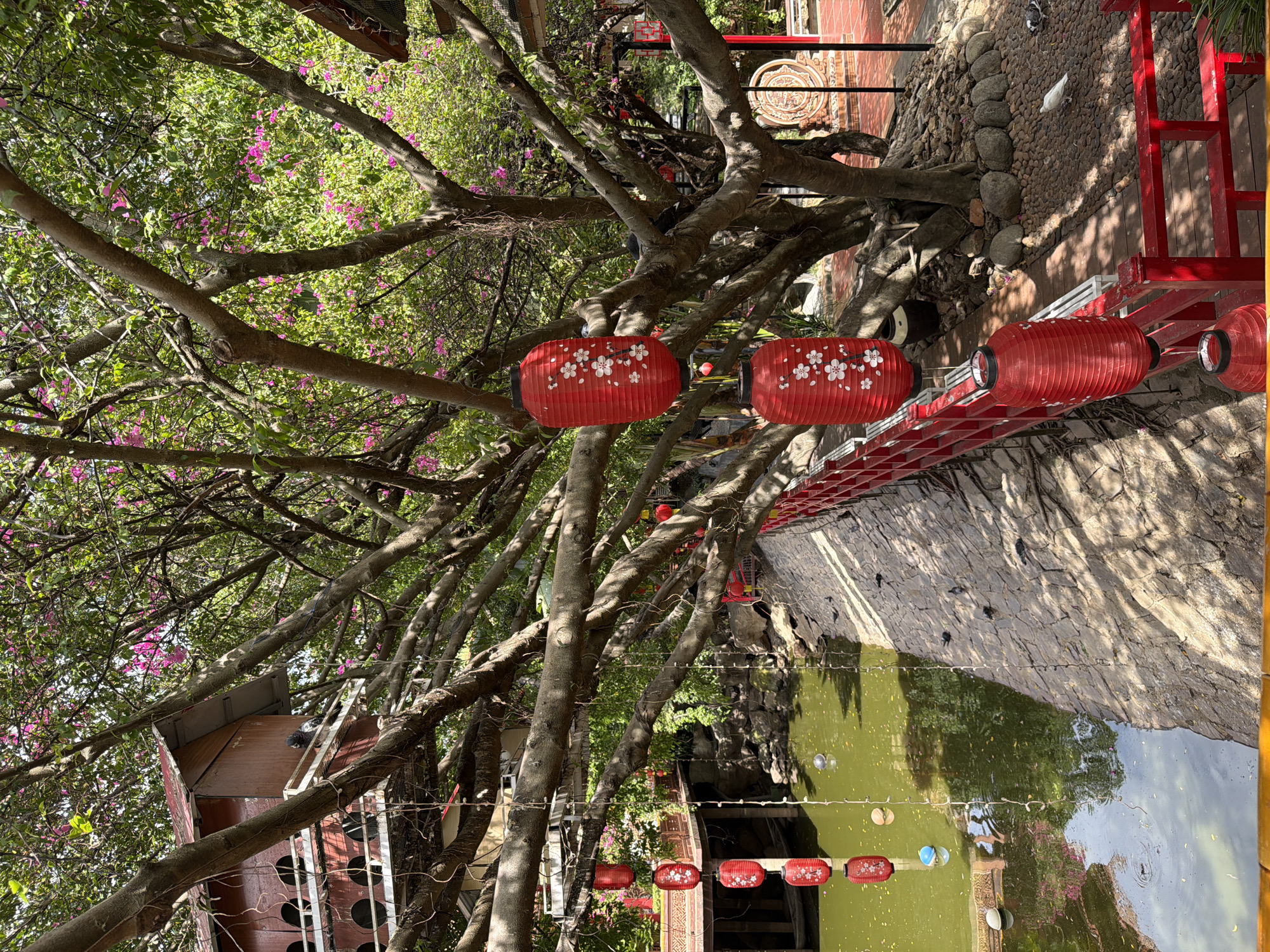 The image shows an outdoor scene with a body of water, a red bridge, and a large tree with red lanterns hanging from its branches. The water is a murky green color, and there are several objects floating on its surface, including what appear to be balls. The bridge is made of red wood and has a railing. The tree is a prominent feature of the scene, with its branches spreading out and supporting the lanterns. The lanterns are red and decorated with white floral patterns. In the background, there is a building with a red roof and balconies, which appears to be a part of a restaurant or a tourist attraction. The environment is lush and green, with flowers blooming in the trees. The ground is covered with stones and pebbles. There are a few birds visible in the scene, including pigeons and a white bird. This scene is likely located in Hoi An, Vietnam, a city known for its charming ancient town, canals, and traditional architecture. The presence of lanterns and the overall aesthetic suggest a connection to Vietnamese culture and tourism.