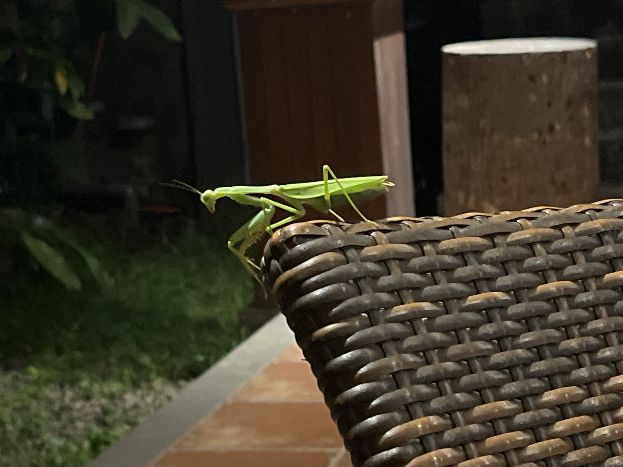 A praying mantis, predominantly green in color, is perched on the edge of a woven brown chair. The mantis is in profile, facing left, with its forelegs extended. Its body is elongated, and its wings are visible. The chair is made of a dark, textured material, with a crisscross pattern. In the background, there are dark, out-of-focus elements, including what appears to be foliage on the left and a wooden post or structure on the right. The lighting suggests it is nighttime or a dimly lit indoor environment. The setting does not provide specific clues to its location within North Kuta, Indonesia.