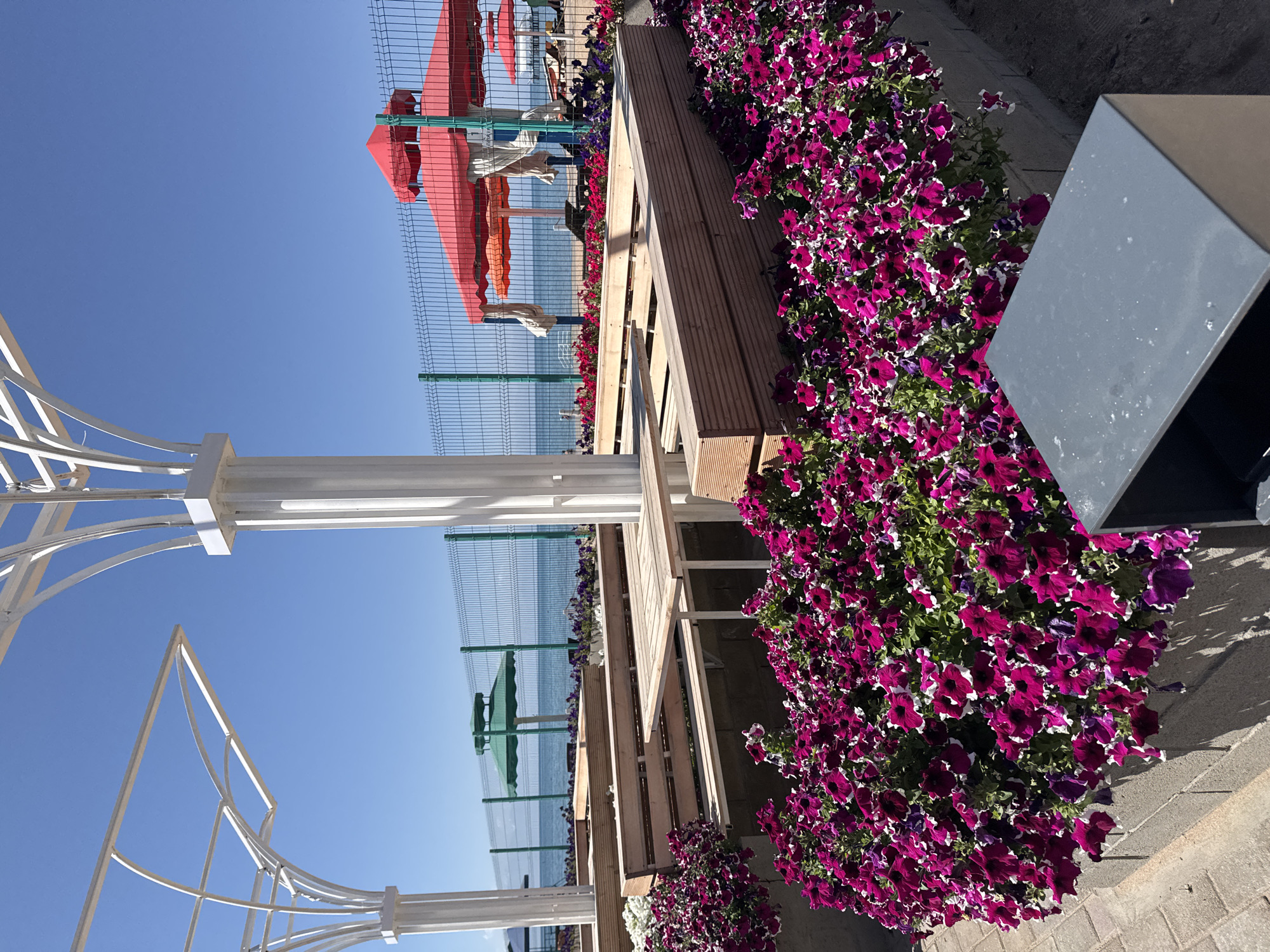 The image depicts an outdoor seating area overlooking a body of water, likely a lake, in Sary-Oy, Kyrgyzstan. In the foreground, a dense bed of vibrant magenta petunias with white edges lines a raised planter box made of concrete blocks. Behind the flowers, light-colored wooden benches and tables are arranged on a wooden deck. A white, modernistic open-air structure with curved beams extends over the seating area. A green wire fence separates the seating area from the beach and water. Beyond the fence, the blue water of the lake stretches to the horizon under a clear blue sky. Several red and orange beach umbrellas are visible further down the beach, along with lounge chairs and other beach amenities. The overall scene suggests a resort or recreational area.