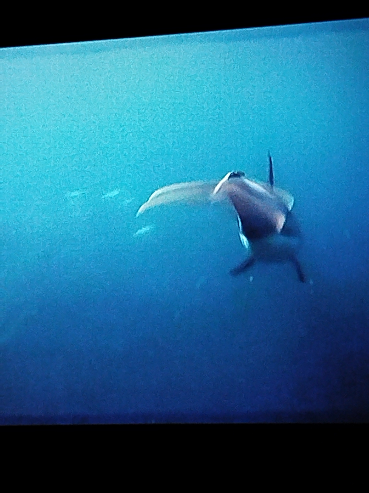 The image shows a shark swimming in a deep blue ocean. The shark is viewed from below and slightly behind, with its fins and tail visible. There are a few small, blurry fish in the background to the left of the shark. The water is clear and there is no visible land or man-made structures. The image appears to be a still from a nature documentary or underwater footage. The location of the image is unknown, but it is unlikely to be in Tashkent, Uzbekistan, which is a landlocked city.