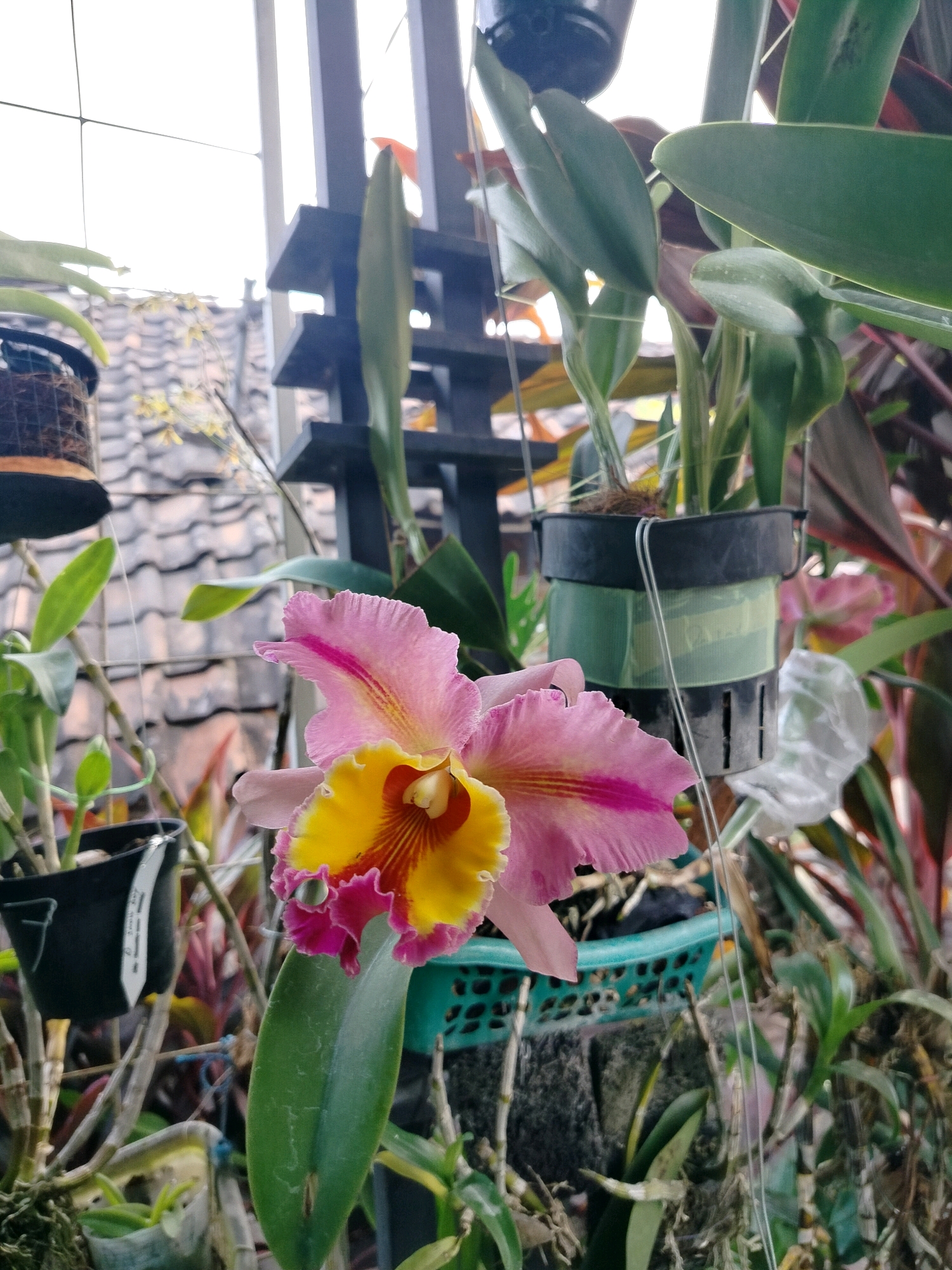 An outdoor, eye-level, medium shot captures a vibrant pink and yellow orchid in full bloom, positioned prominently in the foreground. The orchid's delicate petals, edged with a deeper pink and featuring a striking yellow and orange interior, are the focal point. Behind the orchid, a blurred background reveals a collection of other plants, potted in black and green containers, suggesting a cultivated garden or nursery setting. The presence of tiled rooftops in the mid-ground hints at an urban environment, specifically located in Beloh, Indonesia. The overall impression is one of natural beauty thriving amidst a developed landscape.