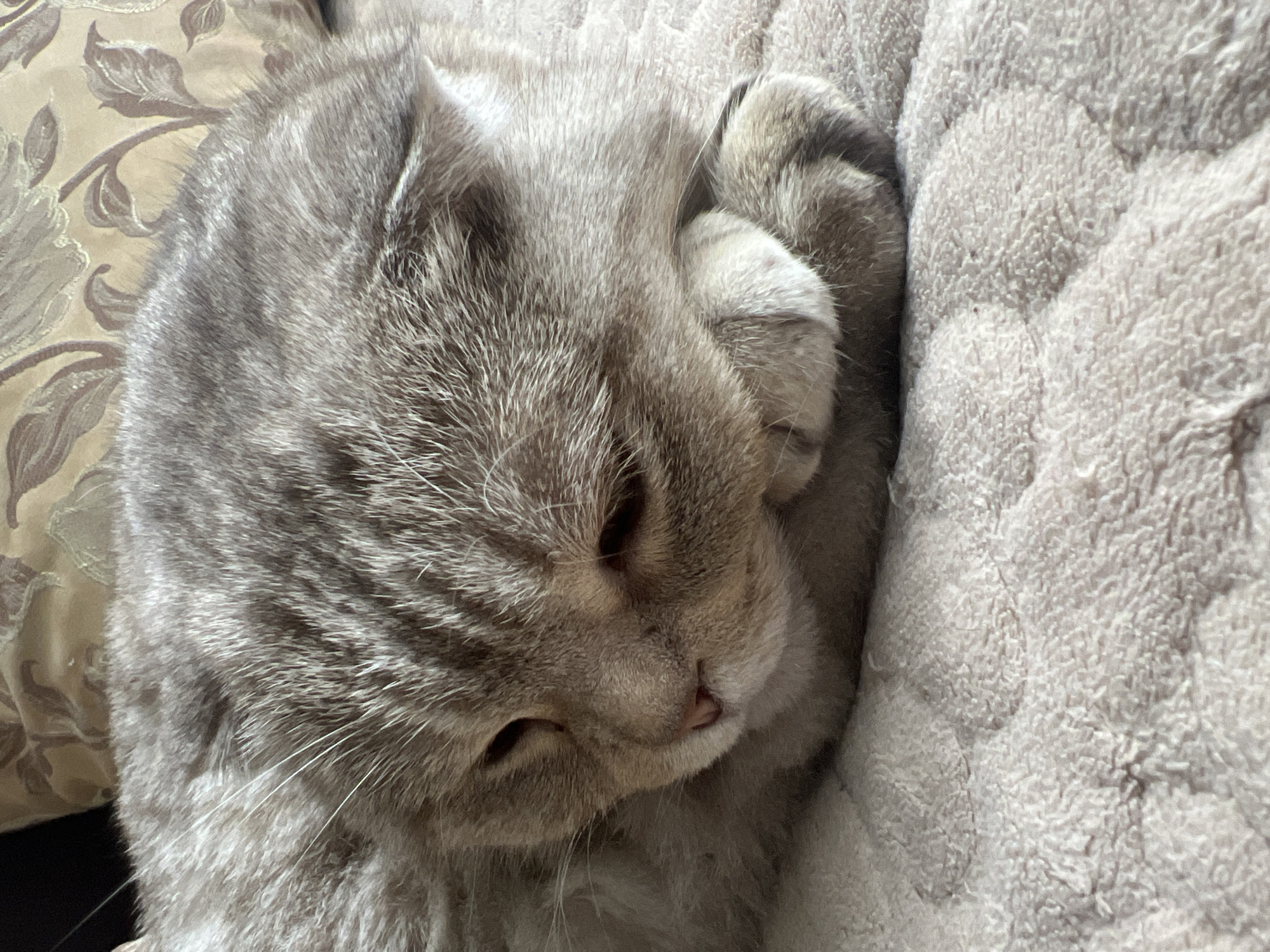 A gray, short-haired cat rests on a light-colored, textured blanket. The cat's head is tilted, and its paws are near its face. A floral patterned pillow is partially visible on the left. I don't have any information to make a determination of the location.