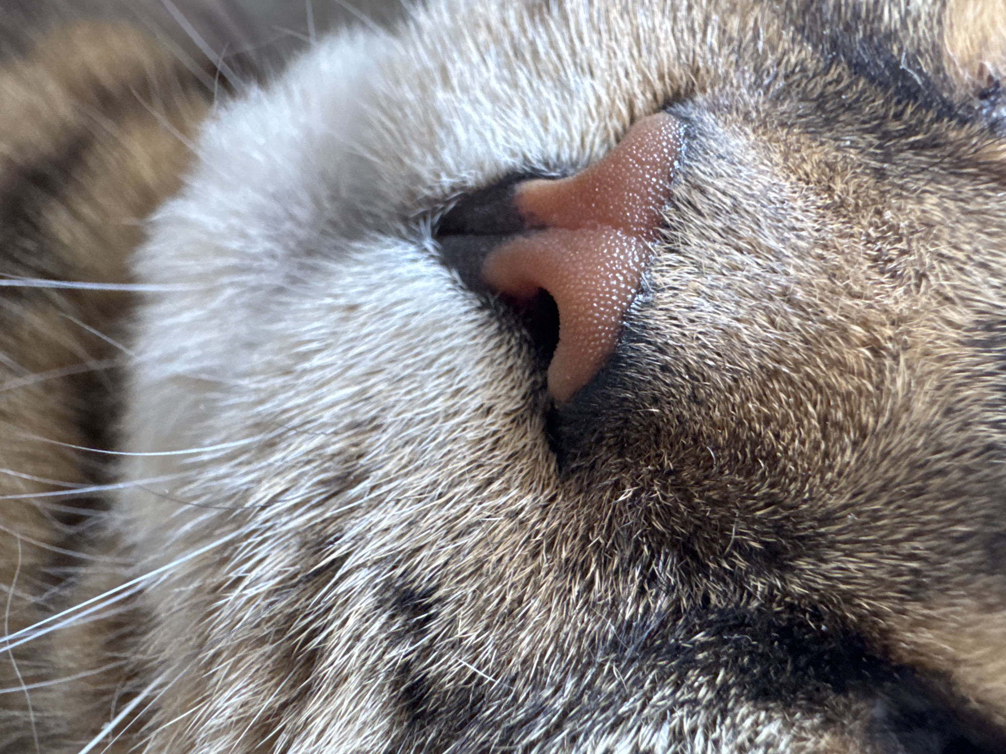 The image is a close-up, macro photograph of a domestic cat's nose and surrounding fur. The cat's nose is pink and has a textured surface with visible pores. The fur is a mix of brown and tan stripes with lighter cream-colored fur around the nose and muzzle. The whiskers are long and white. There is no visible environment or location information in the image, and therefore it cannot be placed in Mikhaylovsk, Russia. The image depicts a static subject, the cat's face, with no actions or interactions occurring.
