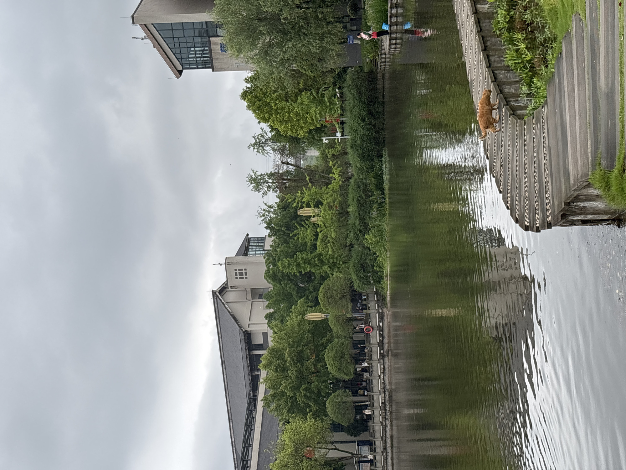 The photograph shows a canal with buildings and trees on the banks under a cloudy sky, taken in Jiangjin, China. A wooden boardwalk runs along the right side of the canal, upon which sits an orange cat. People can be seen on the opposite bank along a paved area with trees. The water surface is reflective.