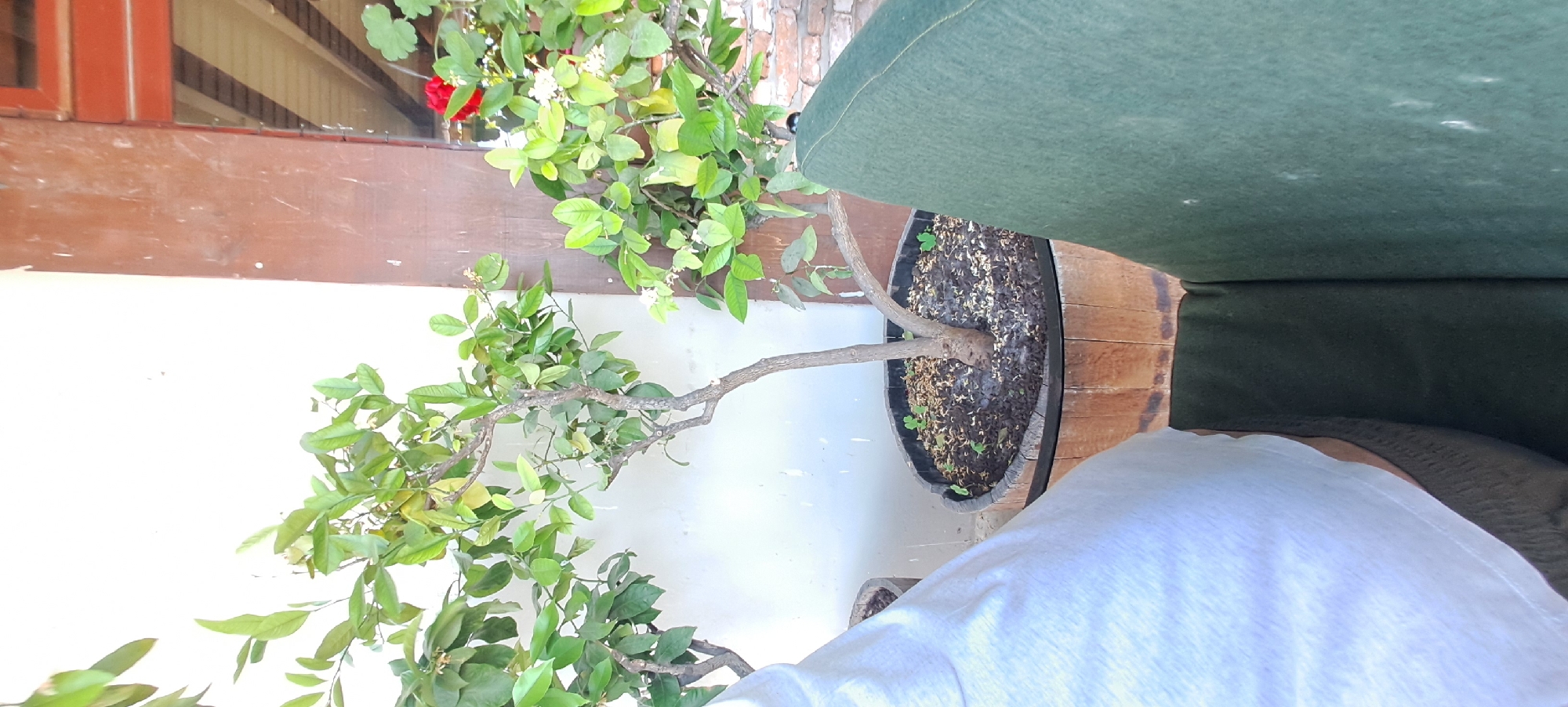 The image depicts a brightly lit outdoor or semi-outdoor area, likely a patio or balcony in Velika, Bulgaria. A prominent subject is a large, leafy potted plant, possibly a citrus tree, displaying numerous small white flowers and green foliage. The plant is situated in a dark, barrel-shaped planter, with some small green ground cover visible in the soil around its base.
In the foreground, a person is partially visible, wearing a white t-shirt and seemingly seated or reclining. To the right of the plant, a dark green sofa or large outdoor cushion provides seating. The background features a sturdy brown wooden beam or railing, above which a reddish-brown window frame and slatted roofing details are discernible, along with a hint of red from a flower. A white wall forms the lower part of the background. The overall lighting suggests a sunny day. No text is visible.