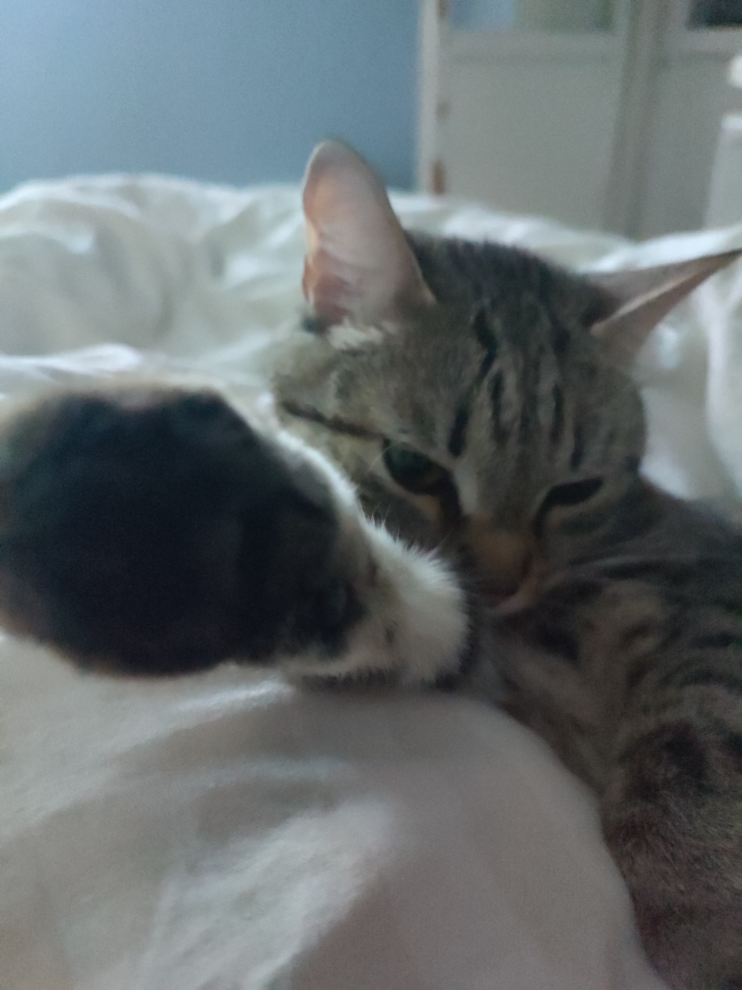 A close-up shot reveals a cat lying on white bedding, possibly a bed. The cat's fur is striped in shades of gray and brown. The cat's left front paw, appearing mostly black, is extended towards the camera. The background includes a blurry blue wall and a white cabinet. The location is Unknown, Unknown.