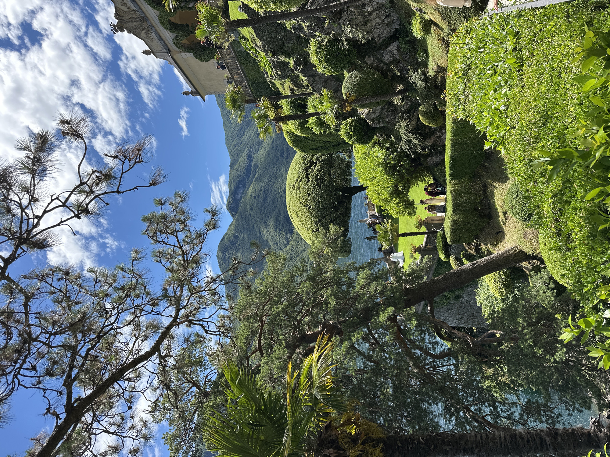 A vibrant, sunlit landscape unfolds, featuring a meticulously maintained garden overlooking a serene lake and majestic mountains. In the foreground, the gnarled branches and needle-like foliage of several trees, possibly pines, frame the scene, with some palm fronds visible on the lower right.
The middle ground is dominated by a terraced garden, characterized by lush green hedges trimmed into intricate shapes and several large, spherical topiaries. A grand, light-colored building with ornate architectural details, including cornices and decorative elements, is partially visible on the left side, covered in climbing greenery. Pathways wind through the garden, and small figures of people can be seen strolling or gathered near the lake's edge, enjoying the scenic beauty.
The deep blue waters of the lake stretch across the mid-distance, reflecting the clear sky. Beyond the lake, steep, verdant mountains rise dramatically, cloaked in dense forests, forming a striking natural backdrop.
The sky above is a brilliant blue, adorned with scattered, wispy white clouds, indicating clear and sunny weather. The strong sunlight and lack of harsh shadows suggest it is mid-morning or early afternoon. The scene evokes a sense of tranquility and grandeur, characteristic of the beautiful estates in Tremezzina, Italy. There is no visible text in the image.