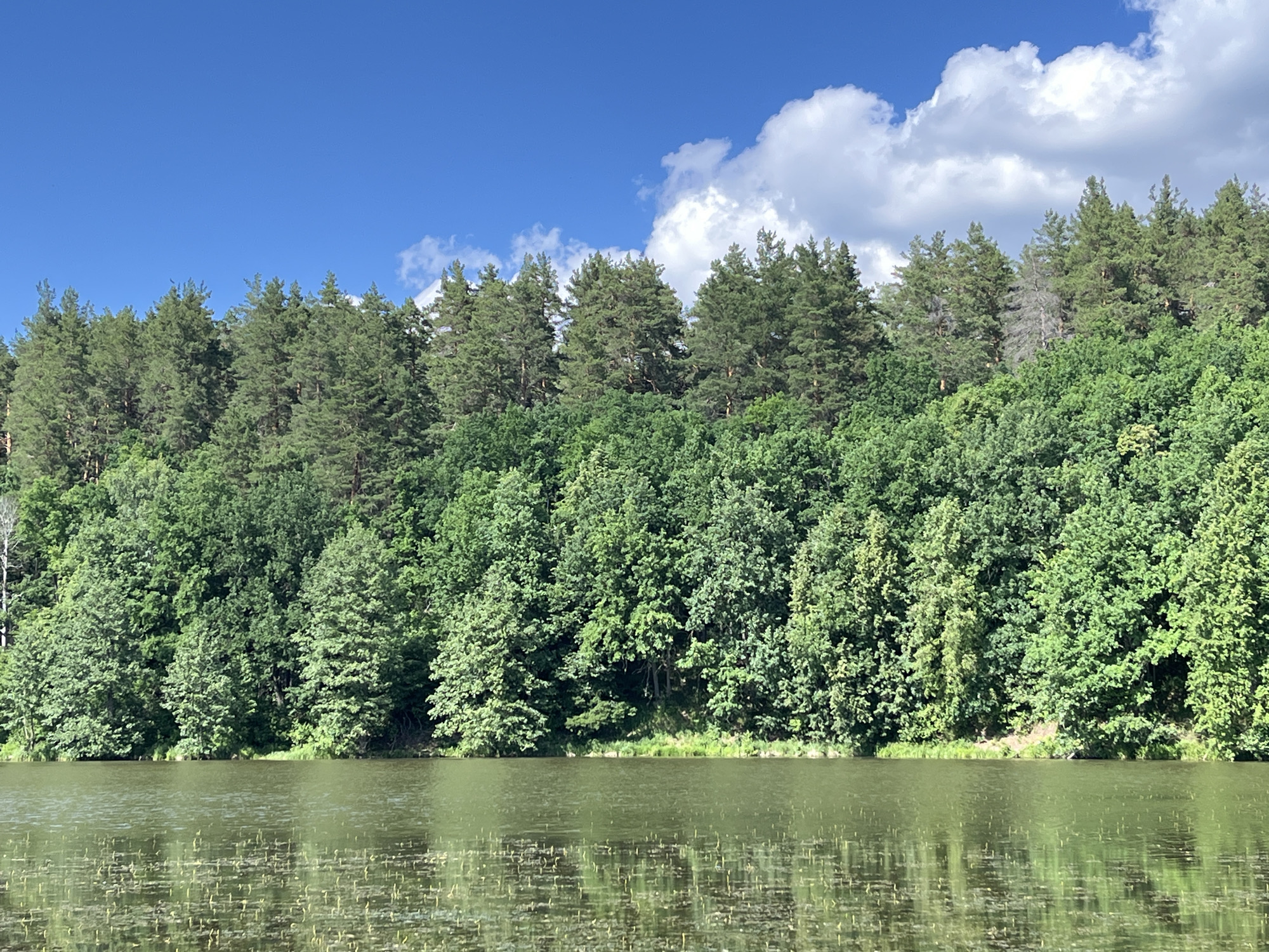 The image shows a calm body of water in the foreground with reflections of the sky and vegetation. Behind the water, a dense forest covers a sloping hillside. The forest consists of a mix of deciduous trees with lush green foliage and taller evergreen trees, likely pines, interspersed throughout. The sky above is a vibrant blue with scattered white, fluffy clouds on the right side of the frame. The scene is bathed in natural sunlight, indicating an outdoor setting during the daytime. There are no people or man-made structures visible in the image.