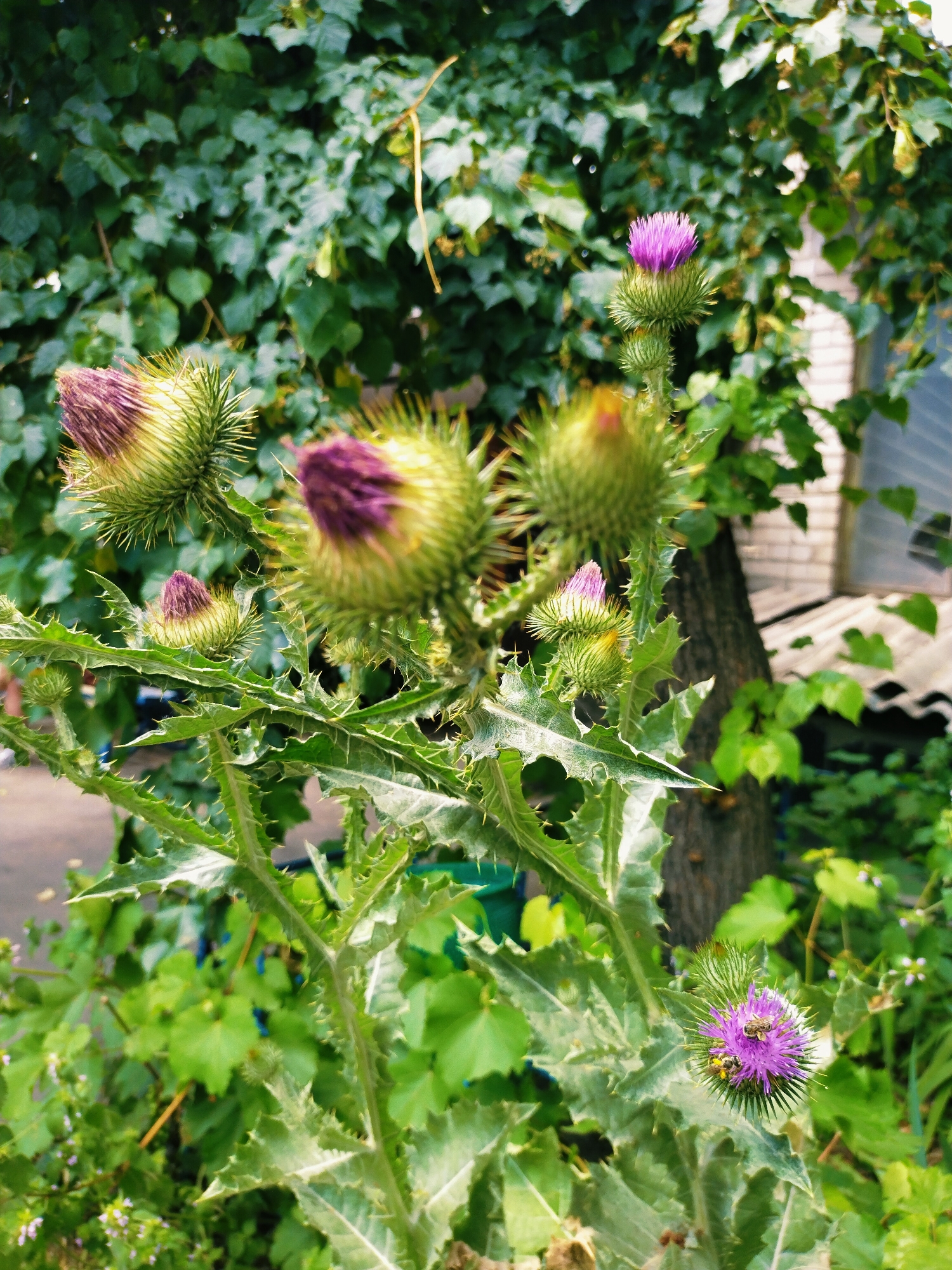 This close-up, vertical shot captures a cluster of prickly thistles in bloom, set against a backdrop of lush green foliage and a partially visible brick building. The thistles display vibrant purple flowers, some fully open and others still in bud, their spiky green calyxes clearly defined. Two bees are actively collecting nectar from one of the open flowers, their bodies dusted with pollen.
The scene appears to be outdoors, likely in a garden or overgrown area, given the abundance of plants and the rustic setting suggested by the brick building and tree trunk. The lighting suggests it is daytime, with natural light illuminating the plants. The overall mood is one of natural vibrancy and the activity of pollinators in a thriving ecosystem. There is no visible text in the image. The location context provided is Horishni Plavni, Ukraine.