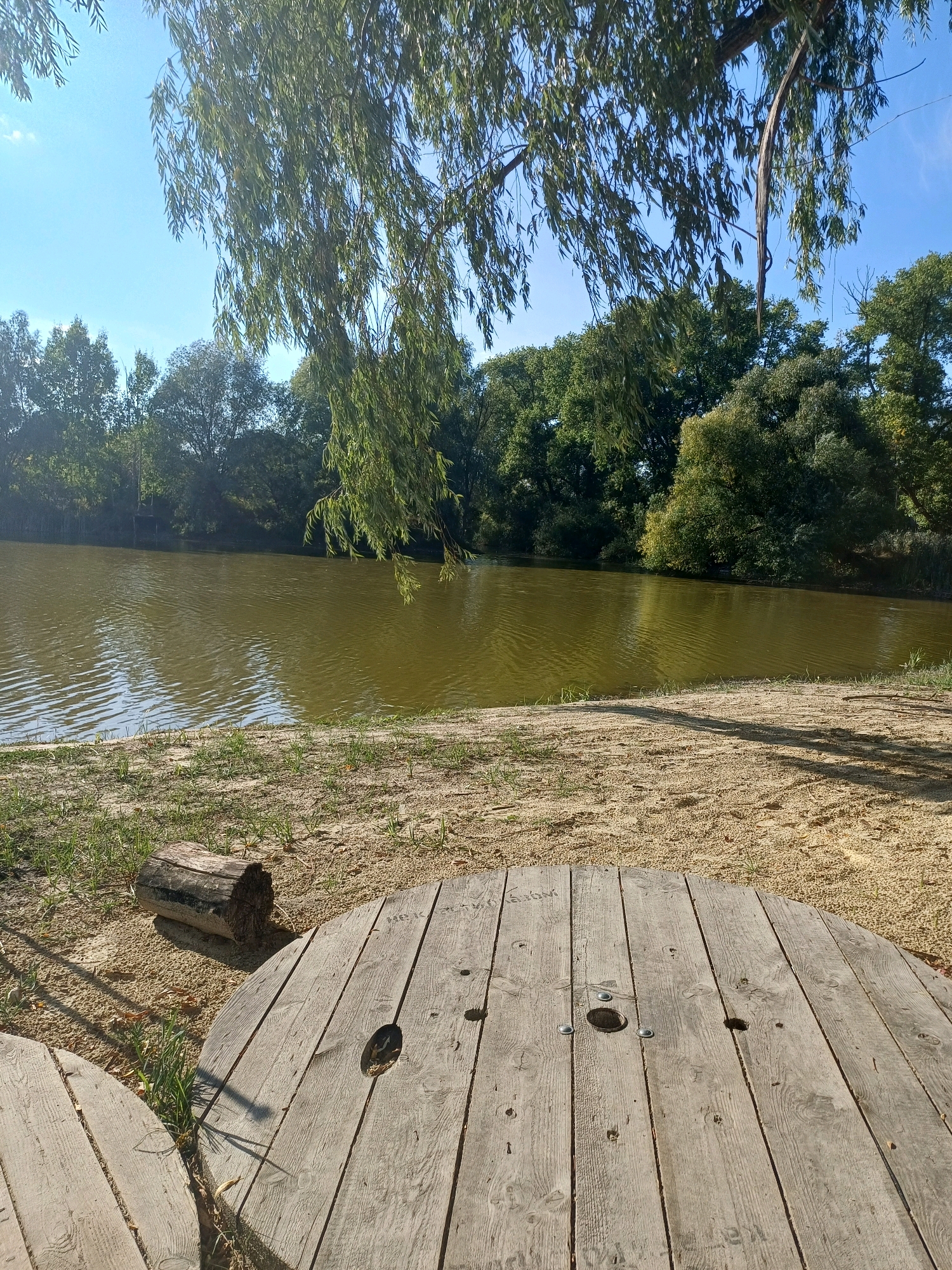 The image depicts a tranquil natural scene in Sulymivka, Ukraine, likely a park or recreational area by a body of water. In the foreground, two large, circular wooden spools, repurposed as tables, lie on a sandy area dotted with sparse green grass. One spool is partially visible to the left, and the other dominates the right side of the frame. On the sand between the spools and the water, a short, rough-hewn log is present. The water, appearing calm with gentle ripples, reflects the blue sky and the lush green foliage of trees that line the opposite bank. Overhanging branches of a willow tree, with long, drooping leaves, extend from the left side of the frame into the scene, creating a dappled shade. The sky is a clear, bright blue with a few wispy clouds. The overall atmosphere is peaceful and serene, suggesting a quiet outdoor setting. There are no people or animals visible in the image.